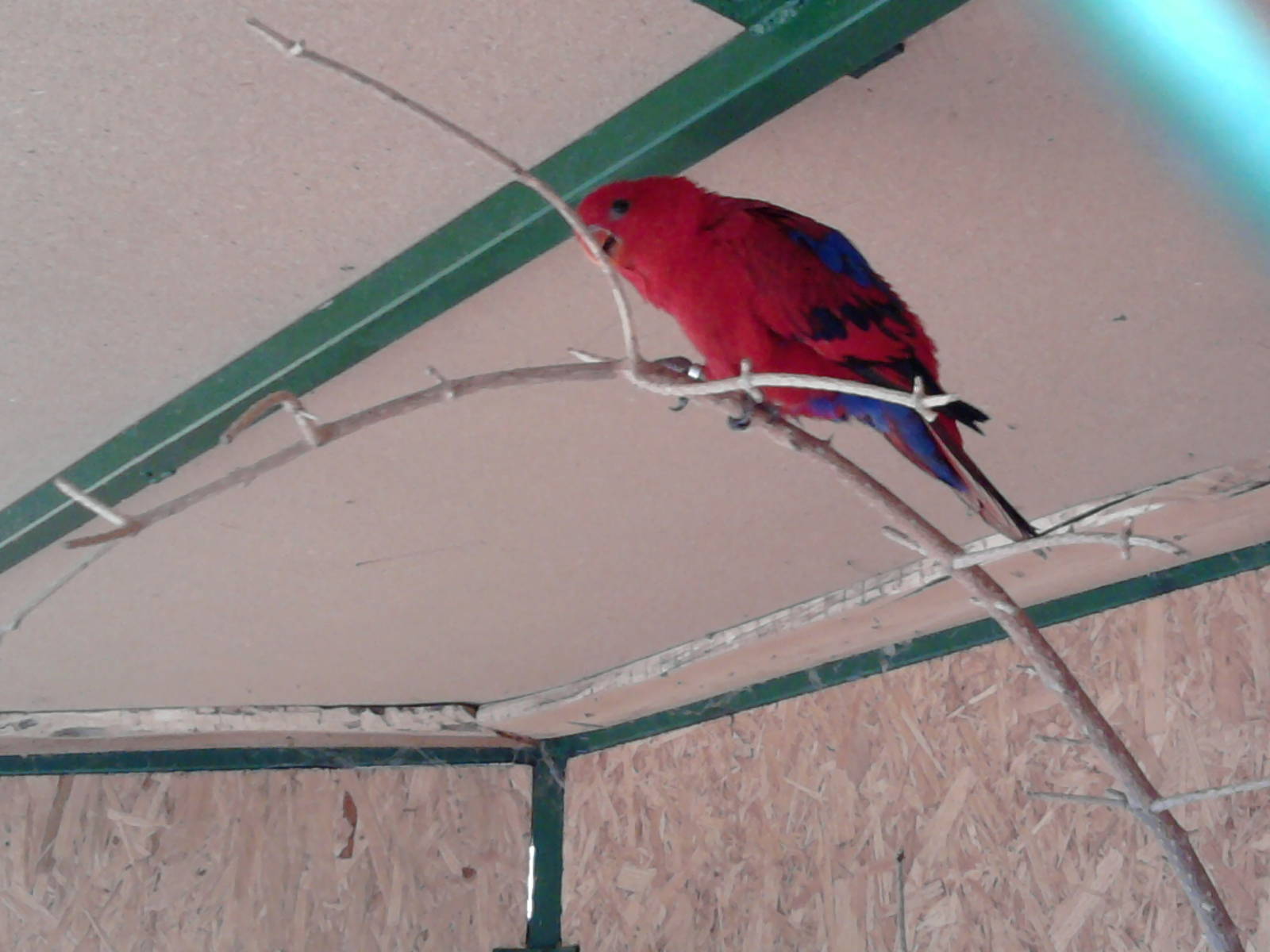 Red lory