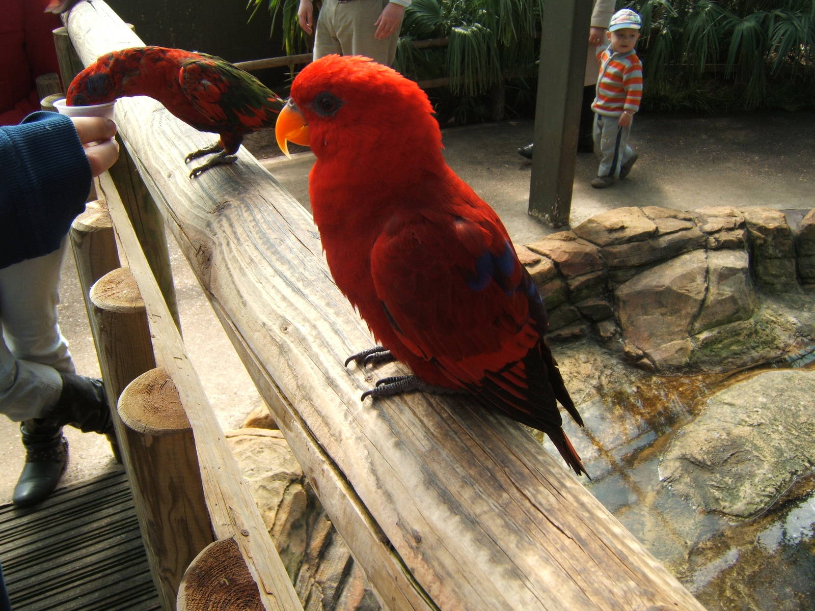 Red Lory