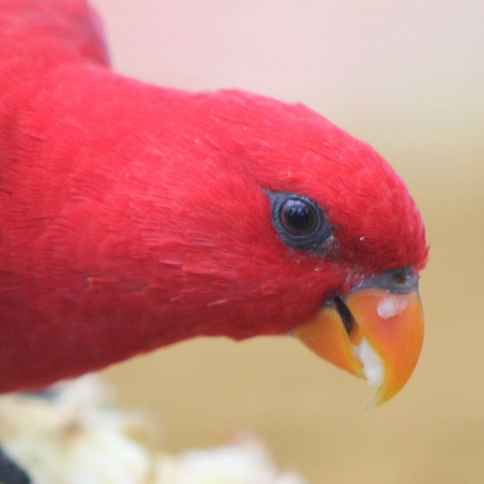 Red lory