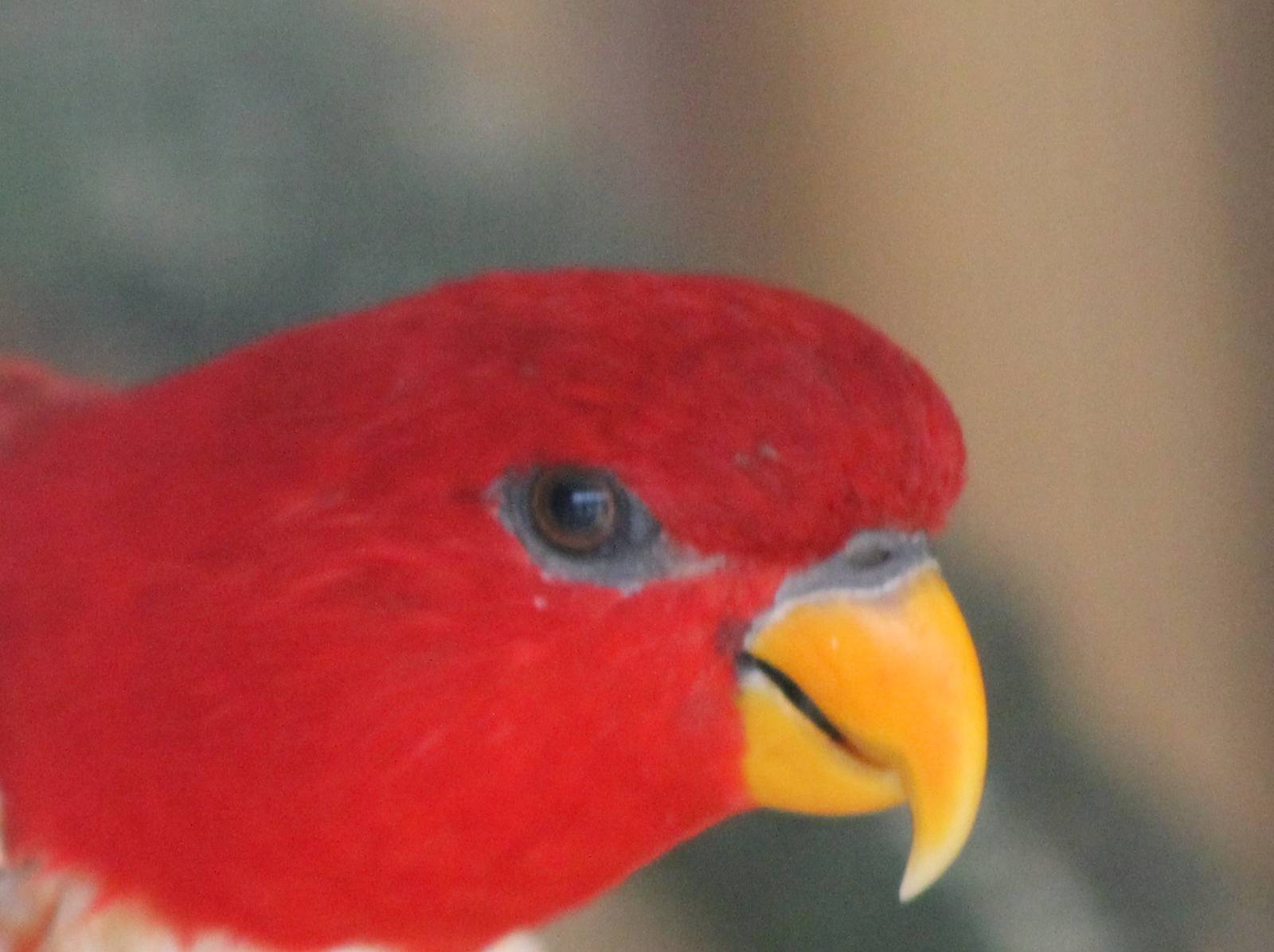 Red lory