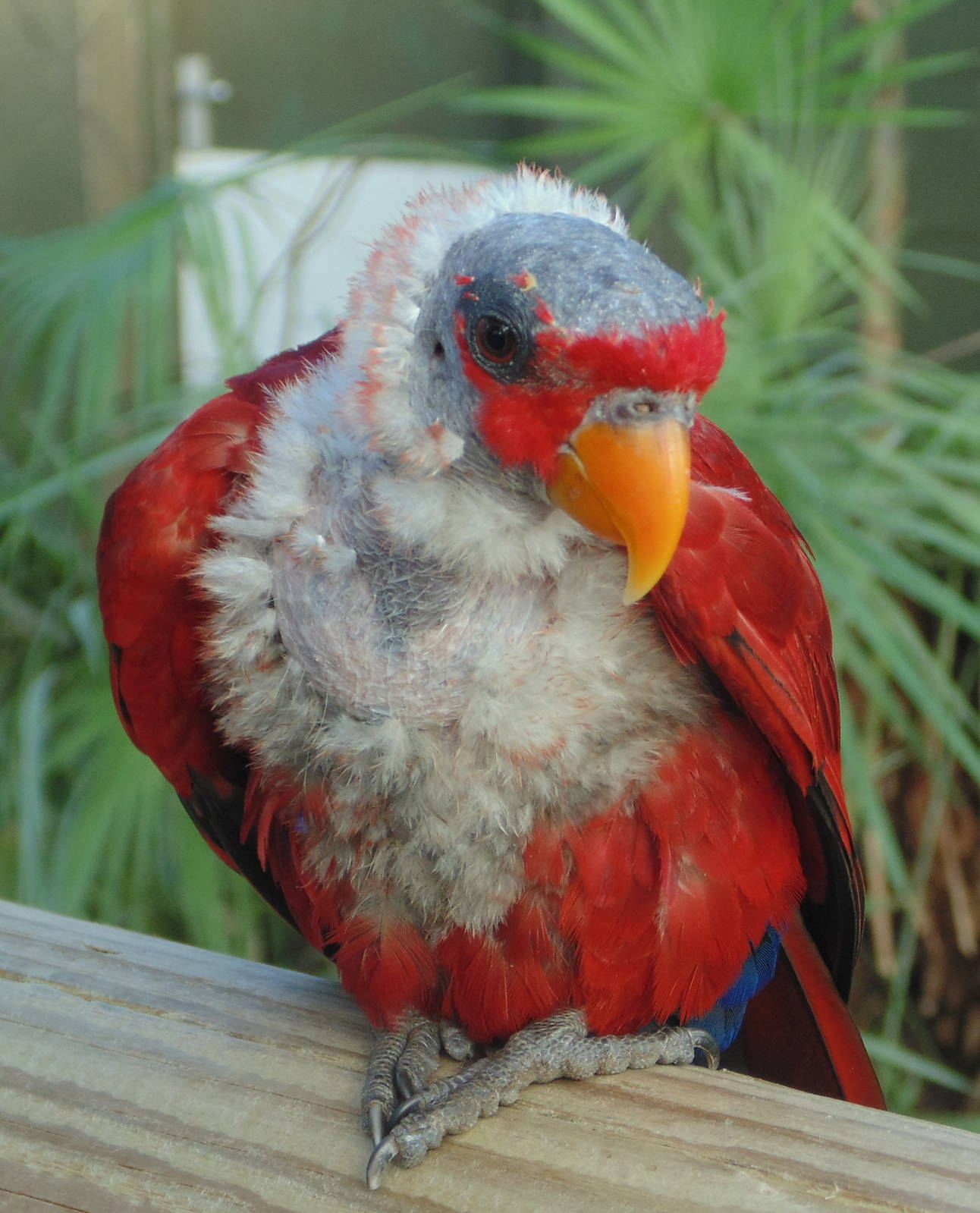 Red Lory