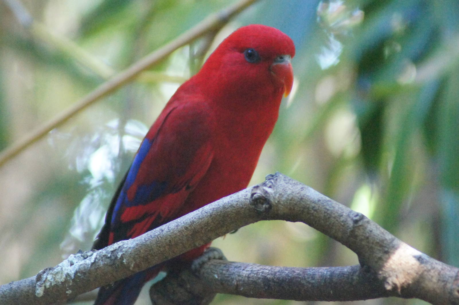 Red lory