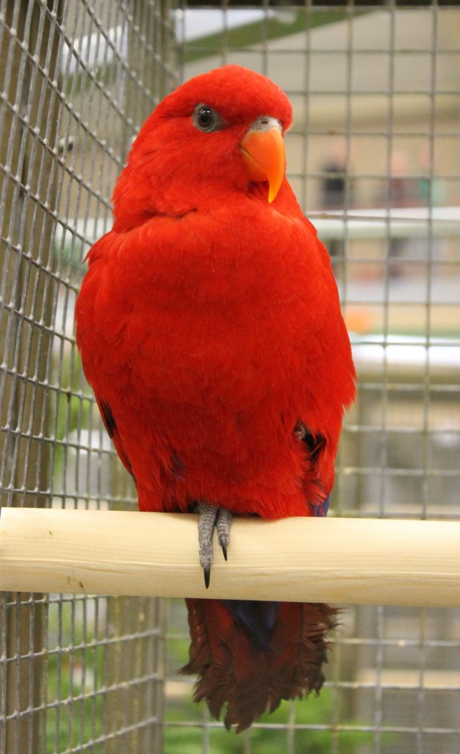 Red lory