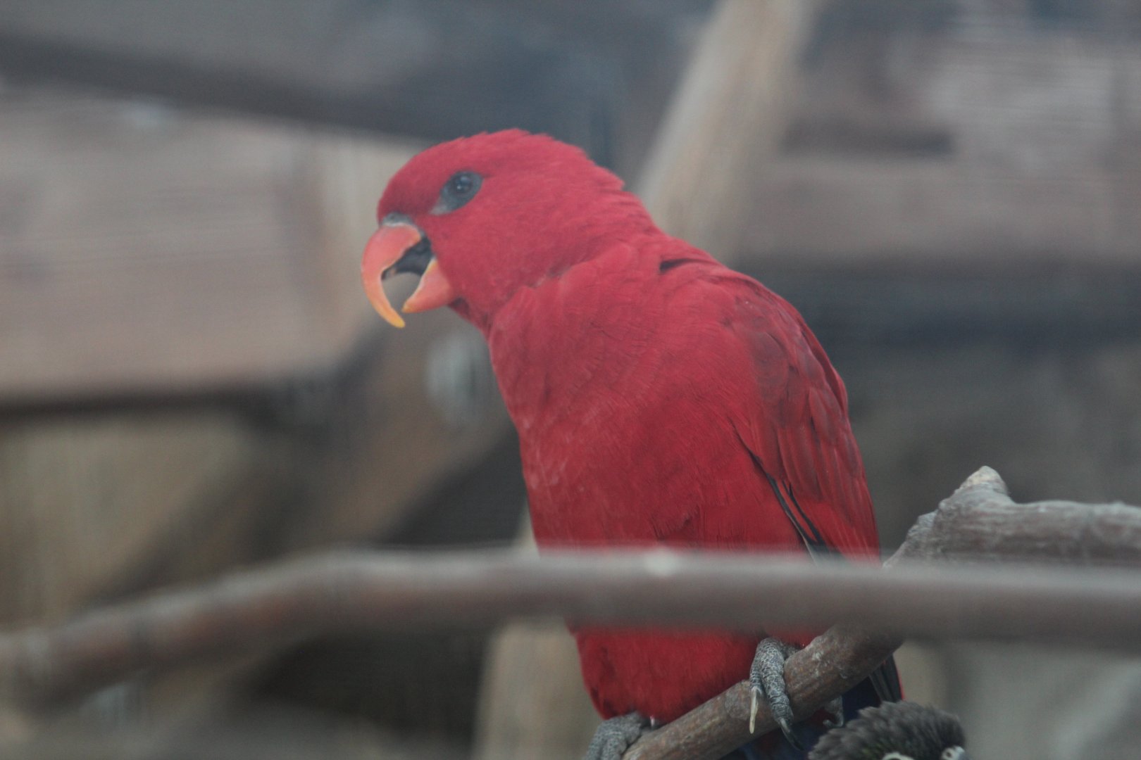 Red Lory