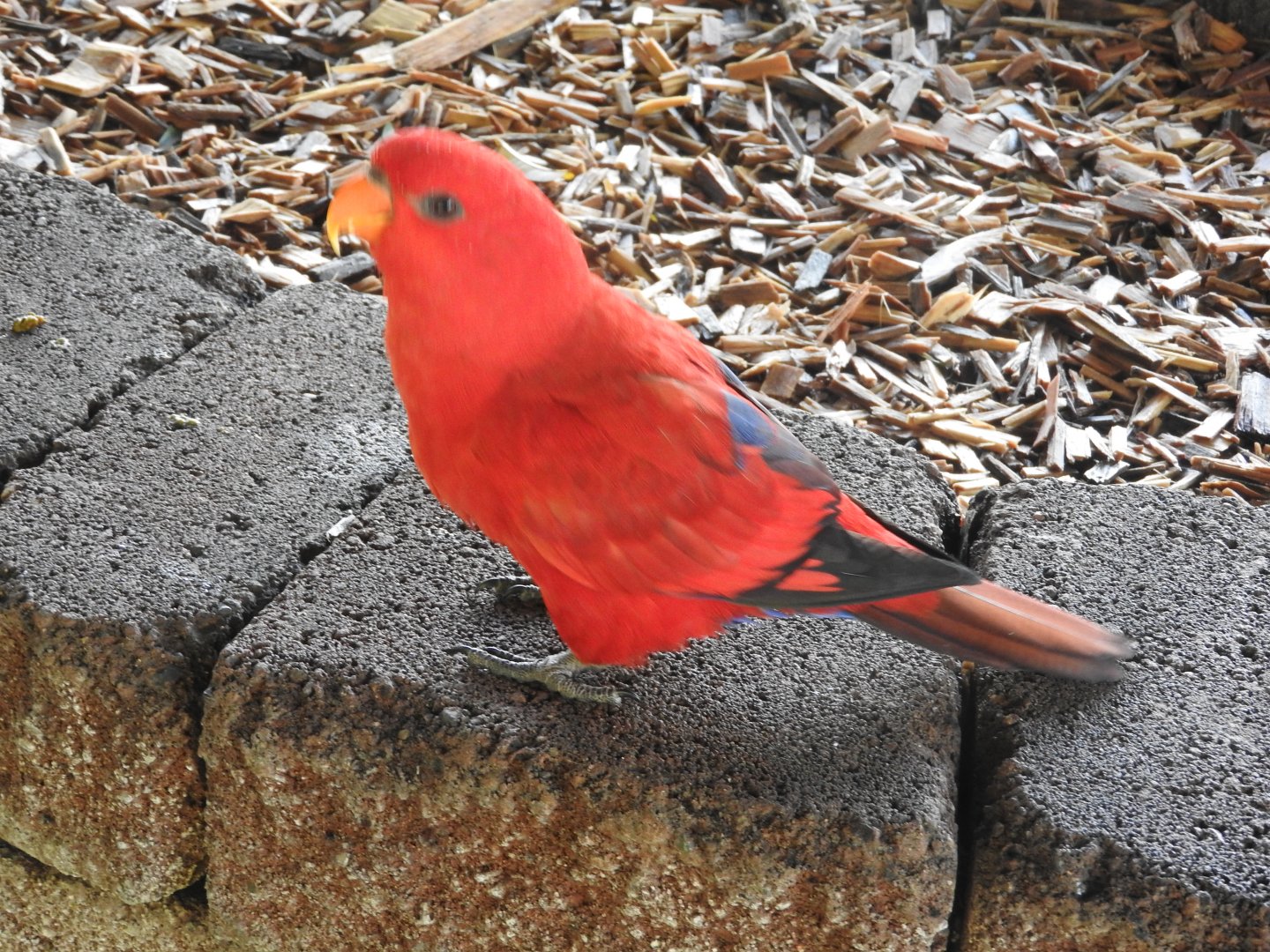 Red Lory