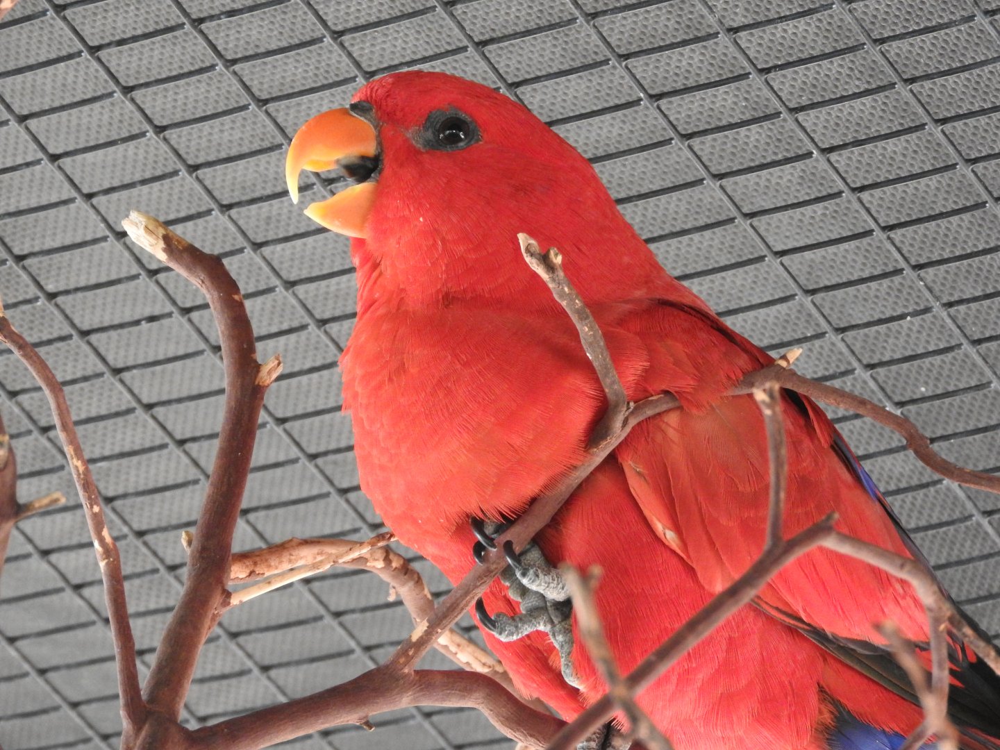Red Lory