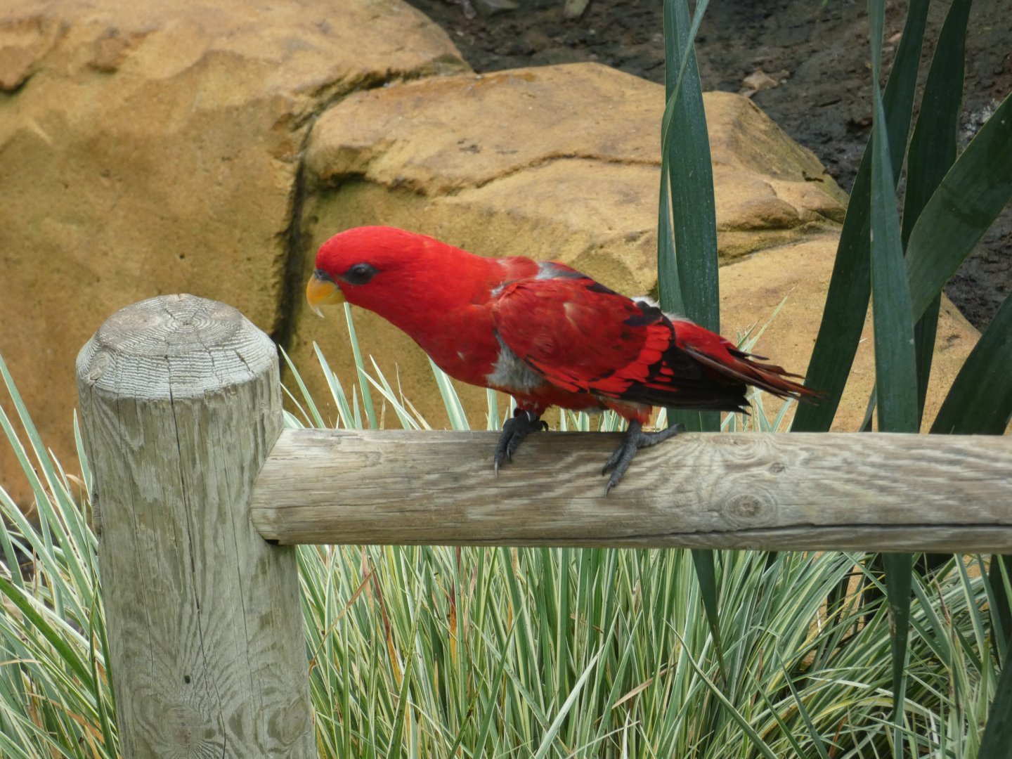 Red Lory