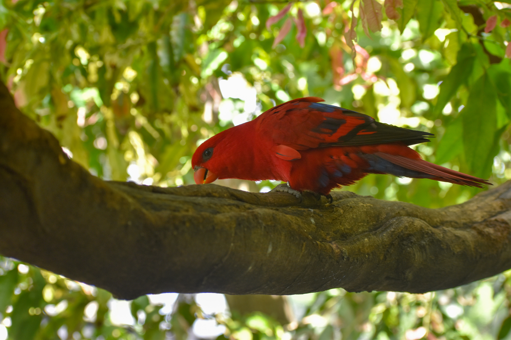 Red Lory