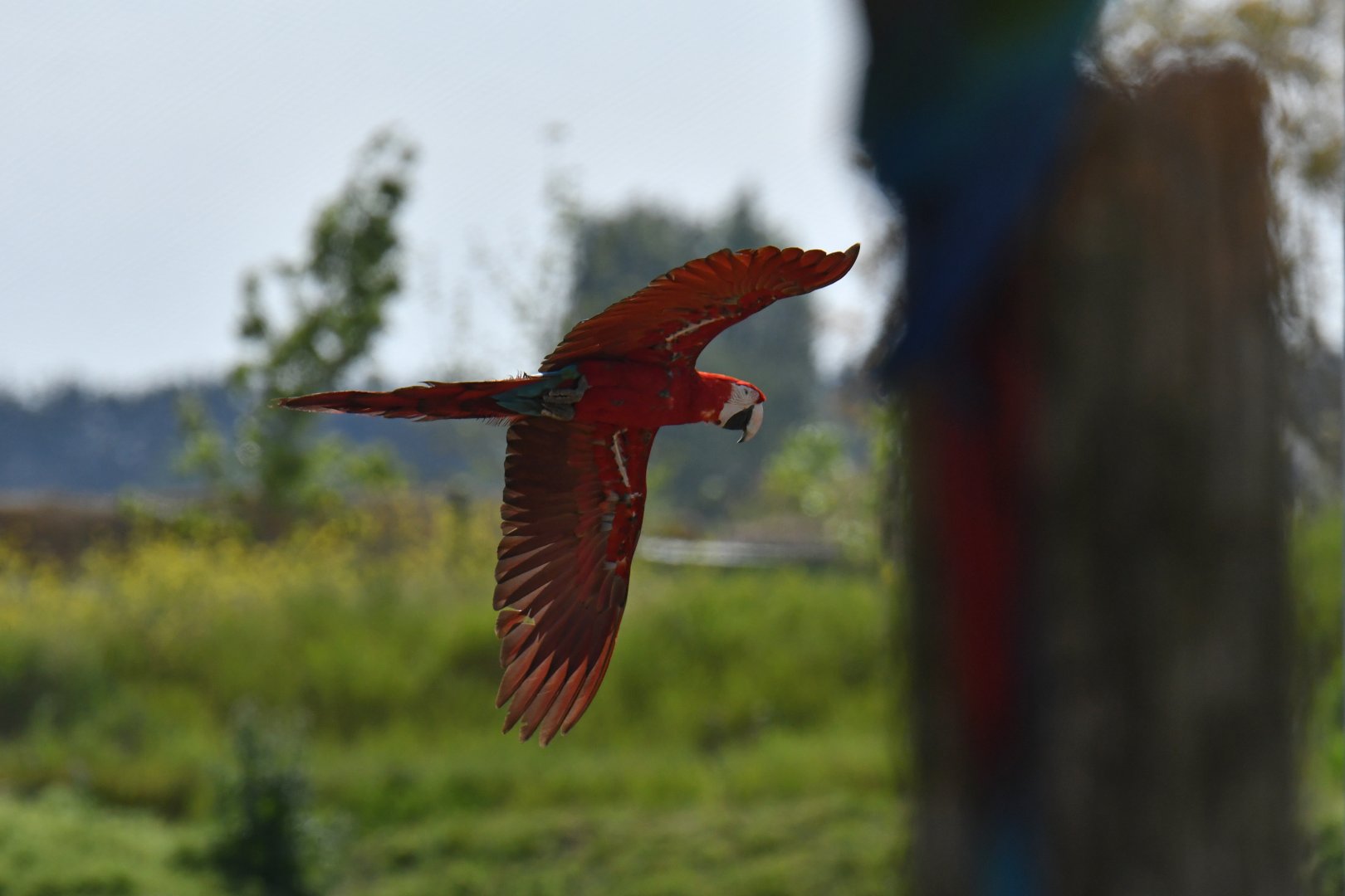 Red macaw (Ara chloropterus)