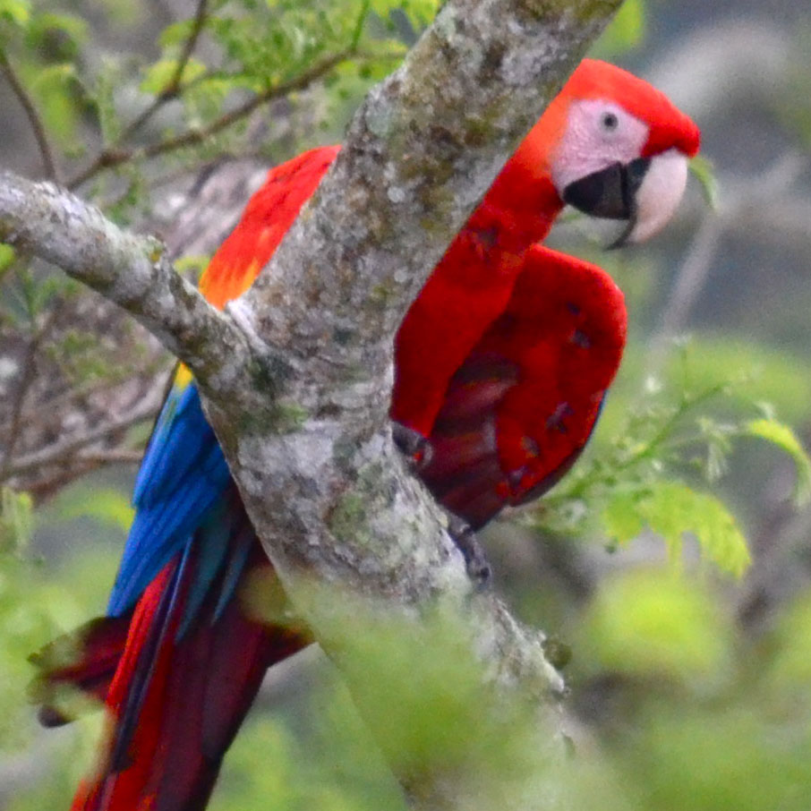 Red Macaw