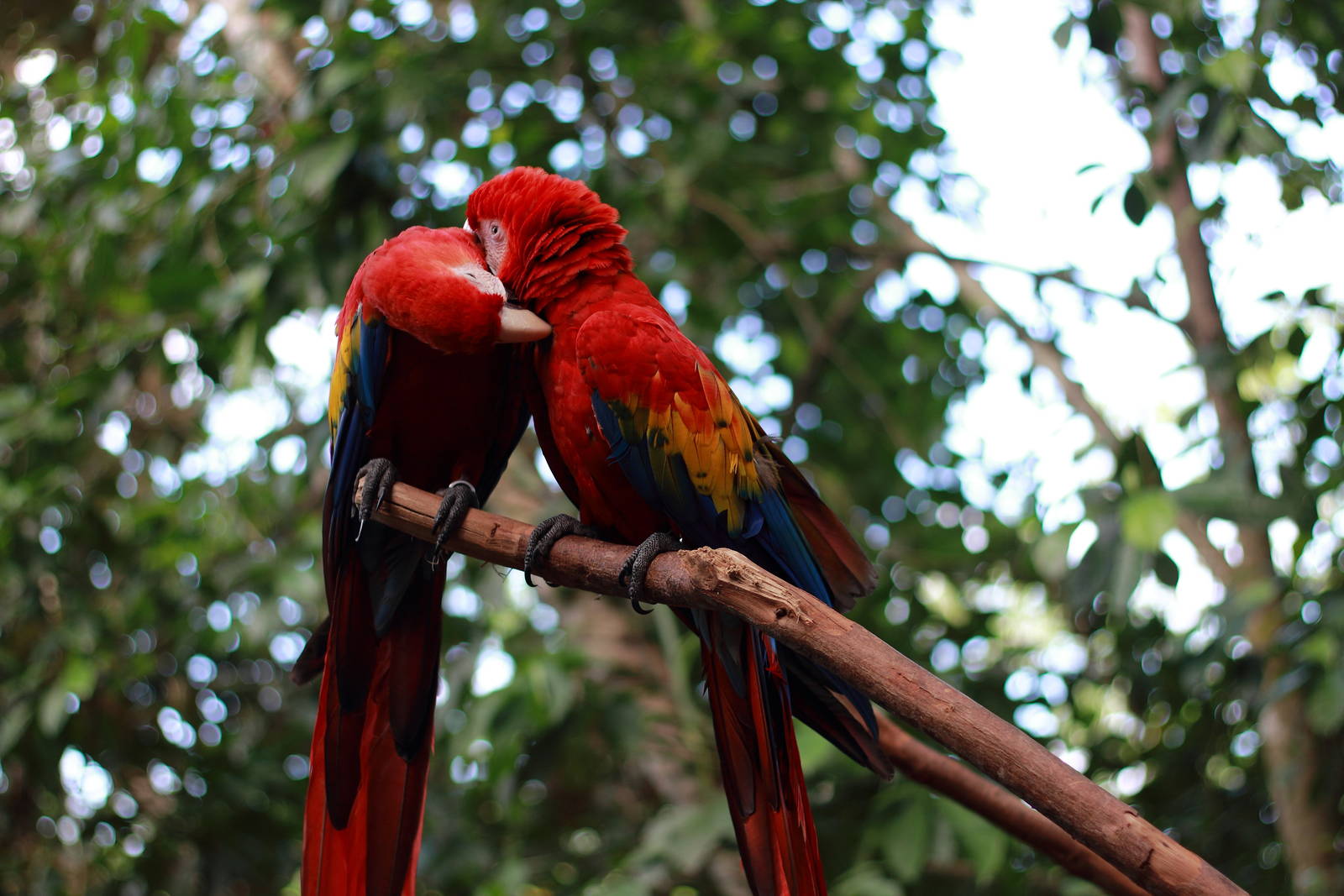 red macaw