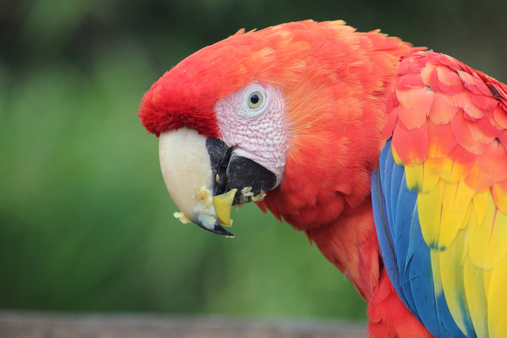 Red Macaw