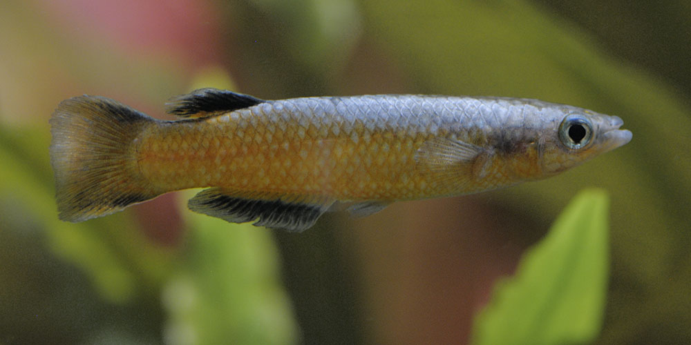 Red Madagascar panchax