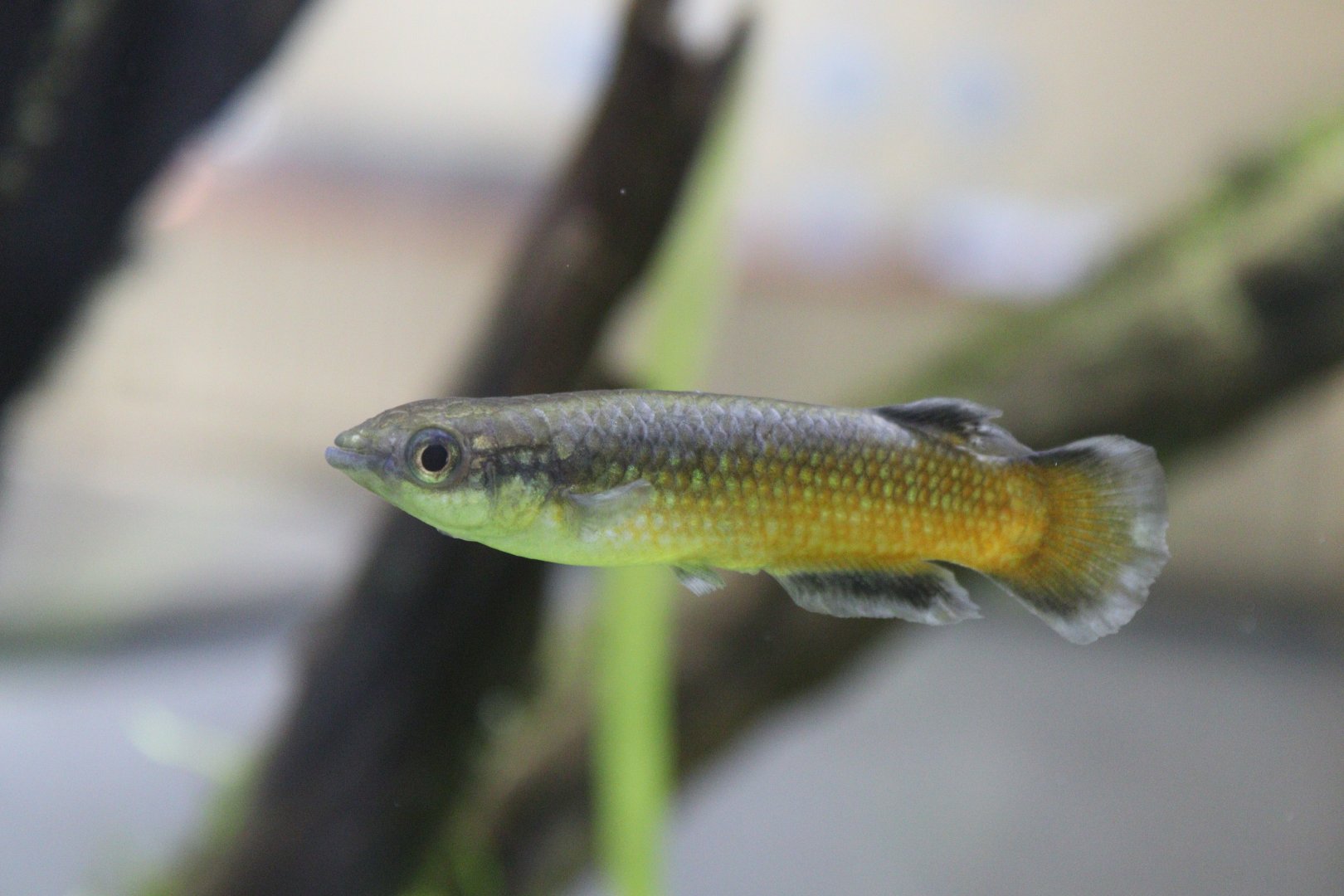 Red Madagascar Panchax