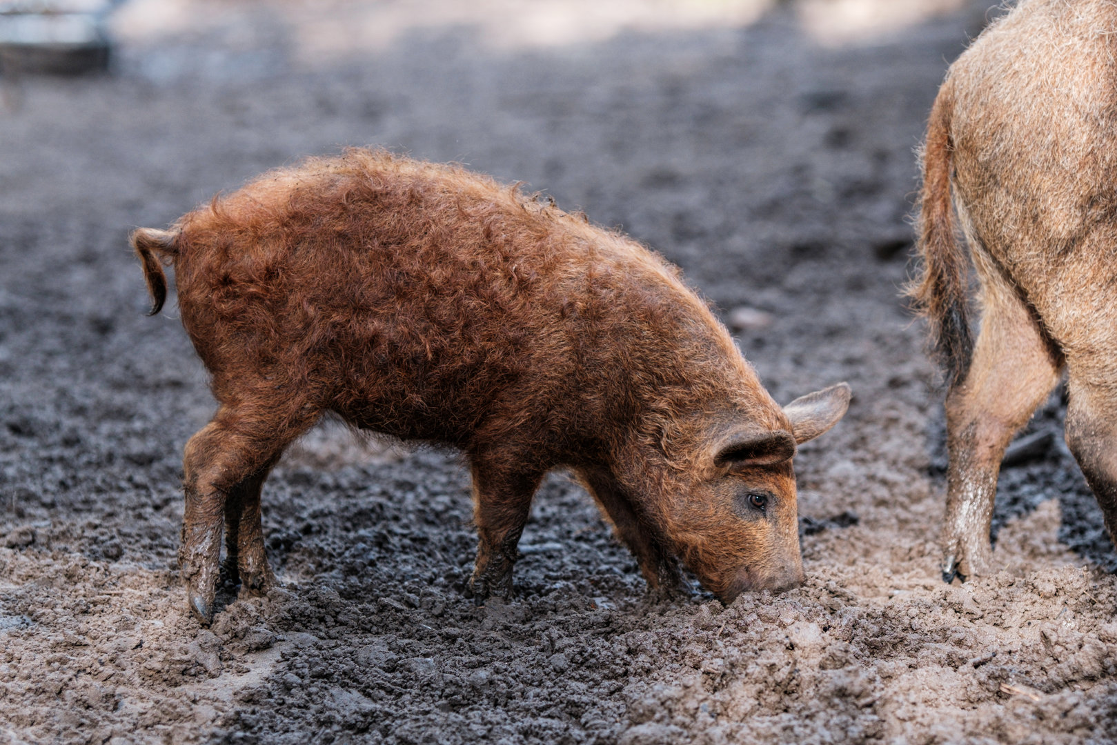 Red mangalitsa at Nöttler Berg