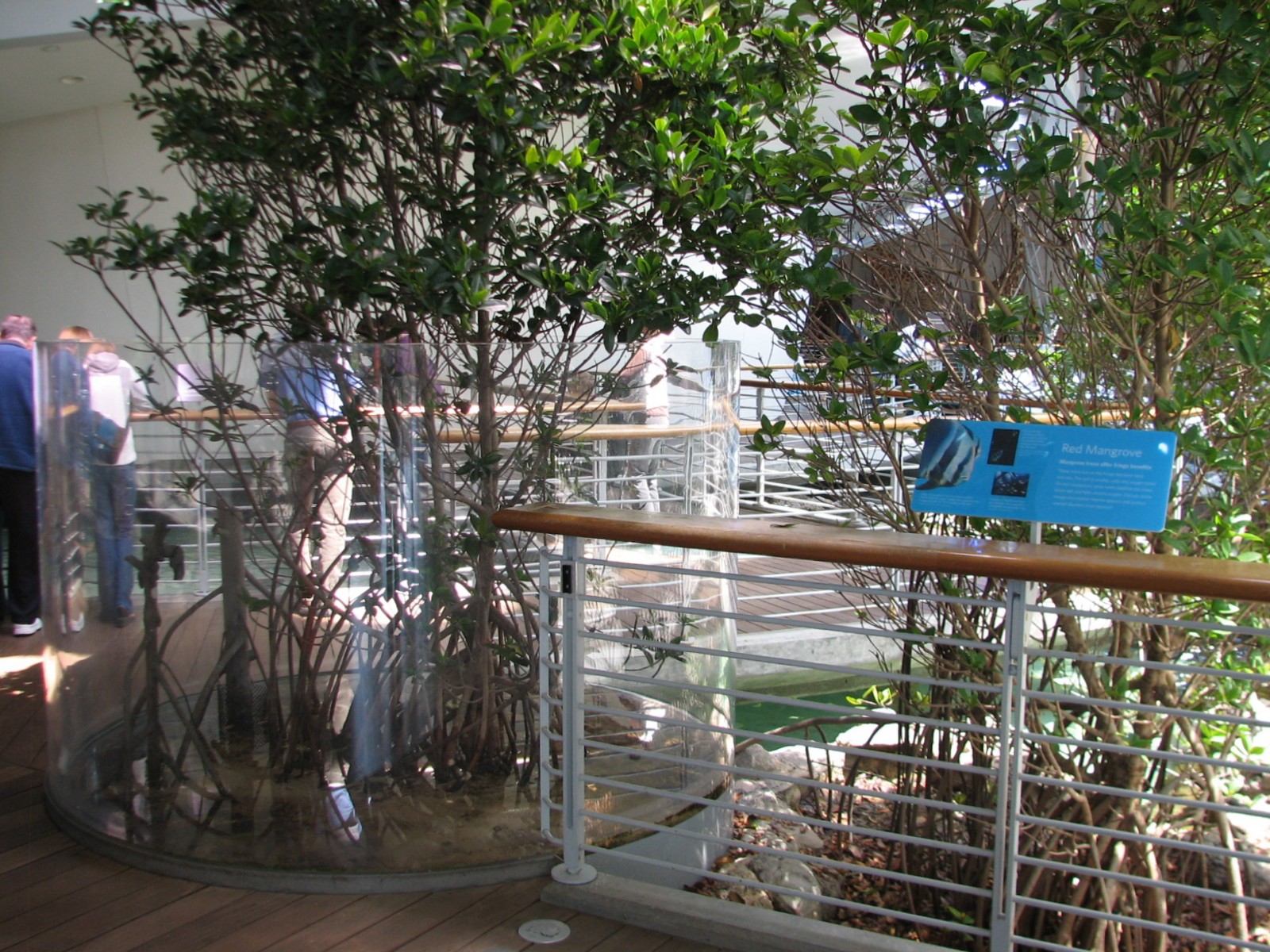 Red Mangrove Exhibit - Mudskipper and Fiddler Crab