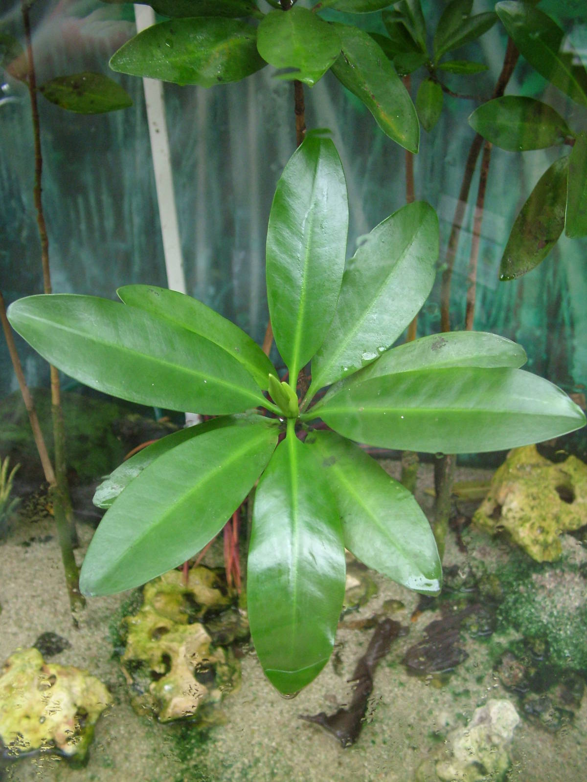 Red Mangrove sapling at the Palms: Final Visit, 08/08/10