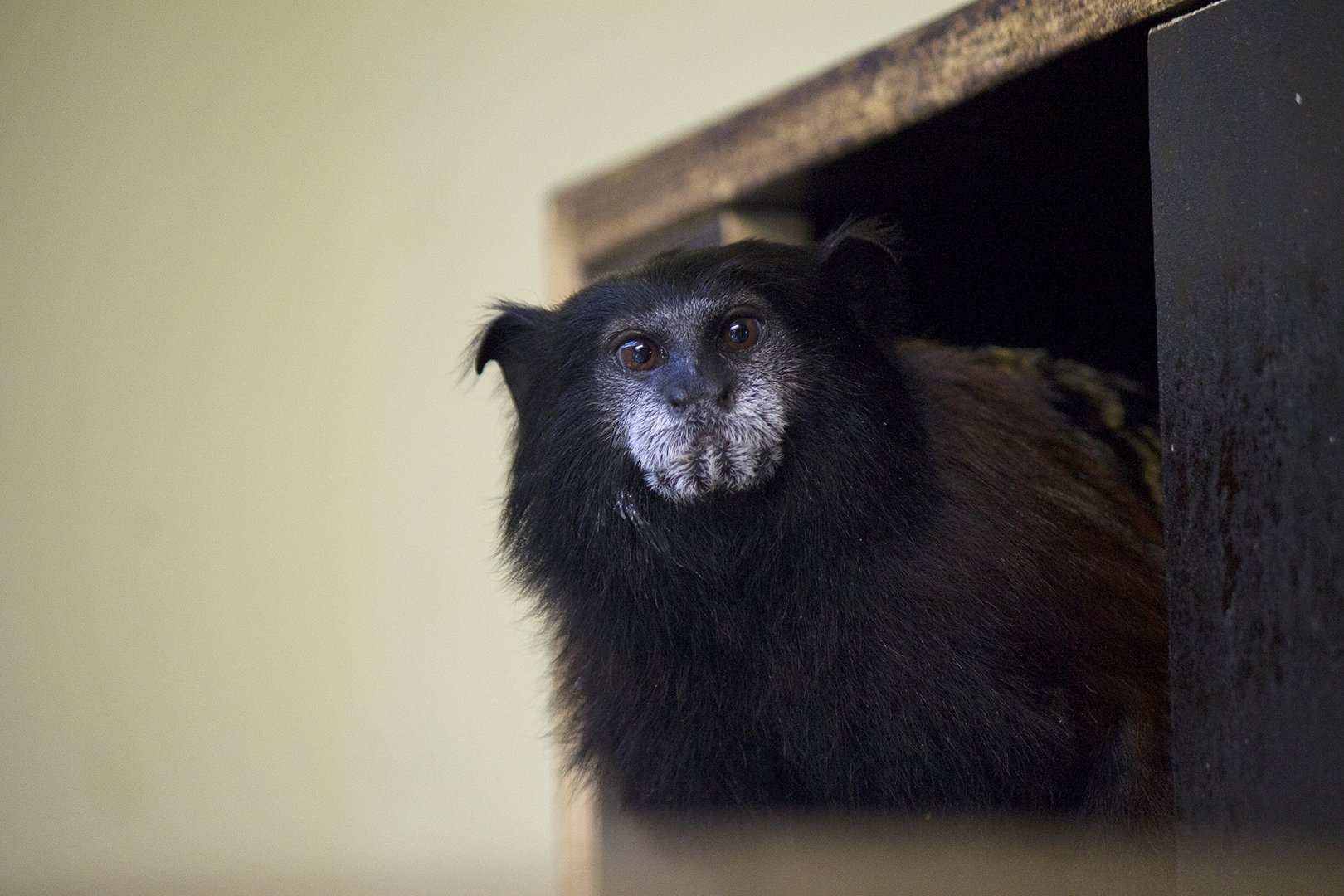 Red-mantle saddle-back tamarin