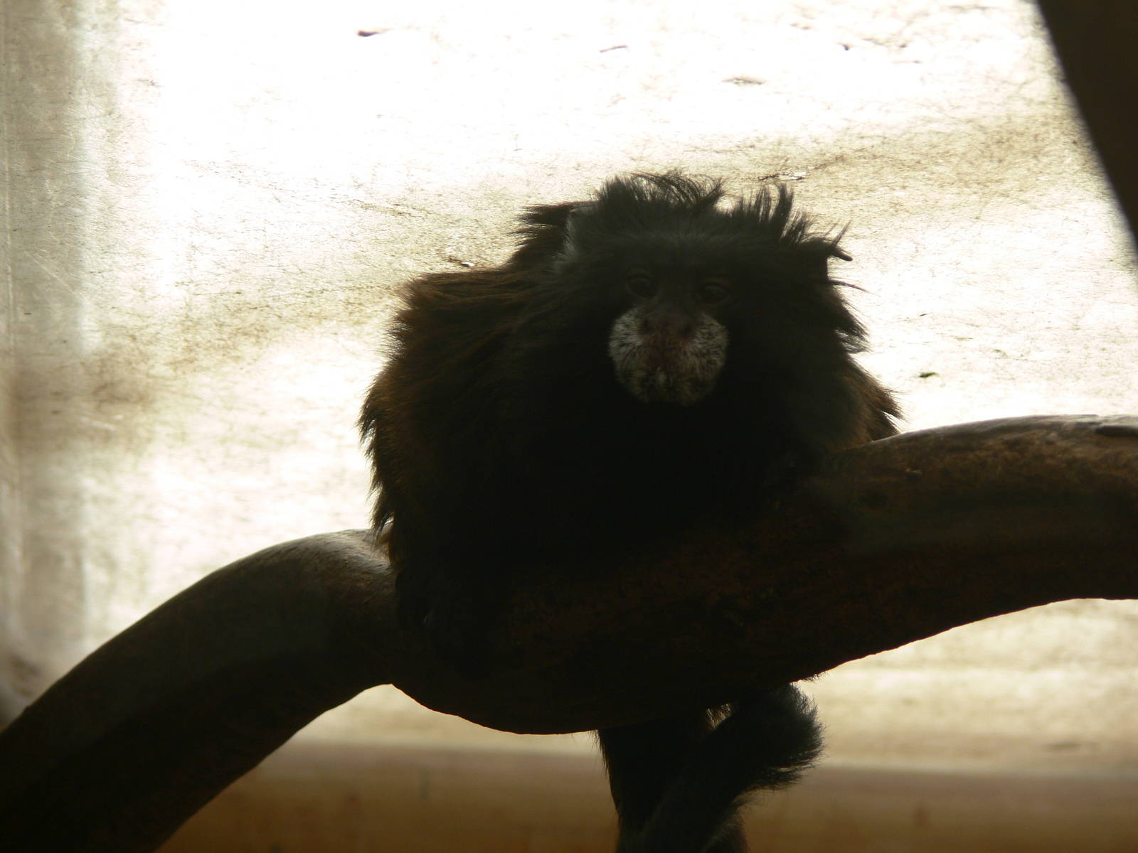 Red Mantle Saddleback Tamarin at South Lakes, 16/02/14