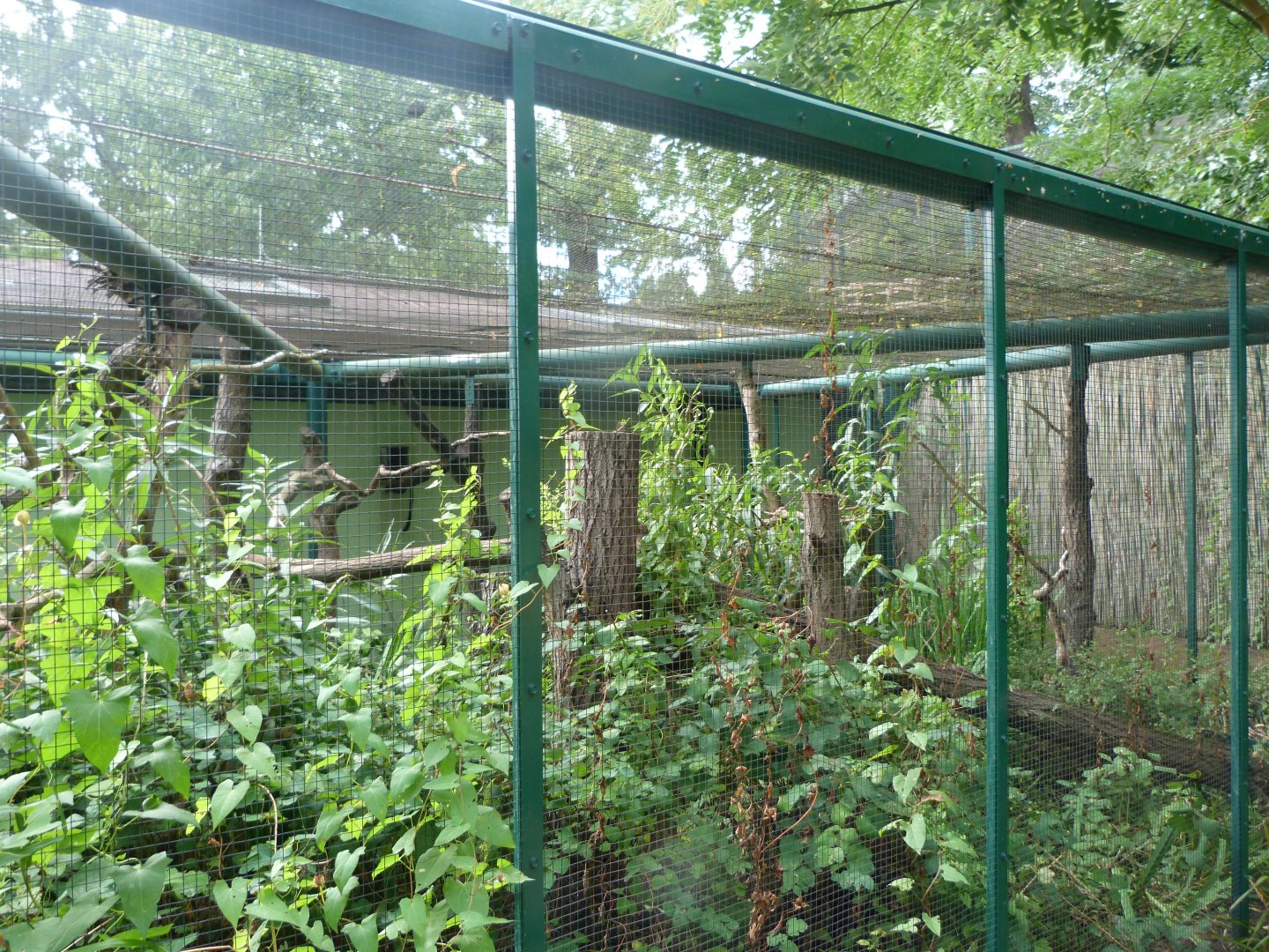 Red-mantled saddle-back tamarin exhibit -Zoo Plzeň (2025)