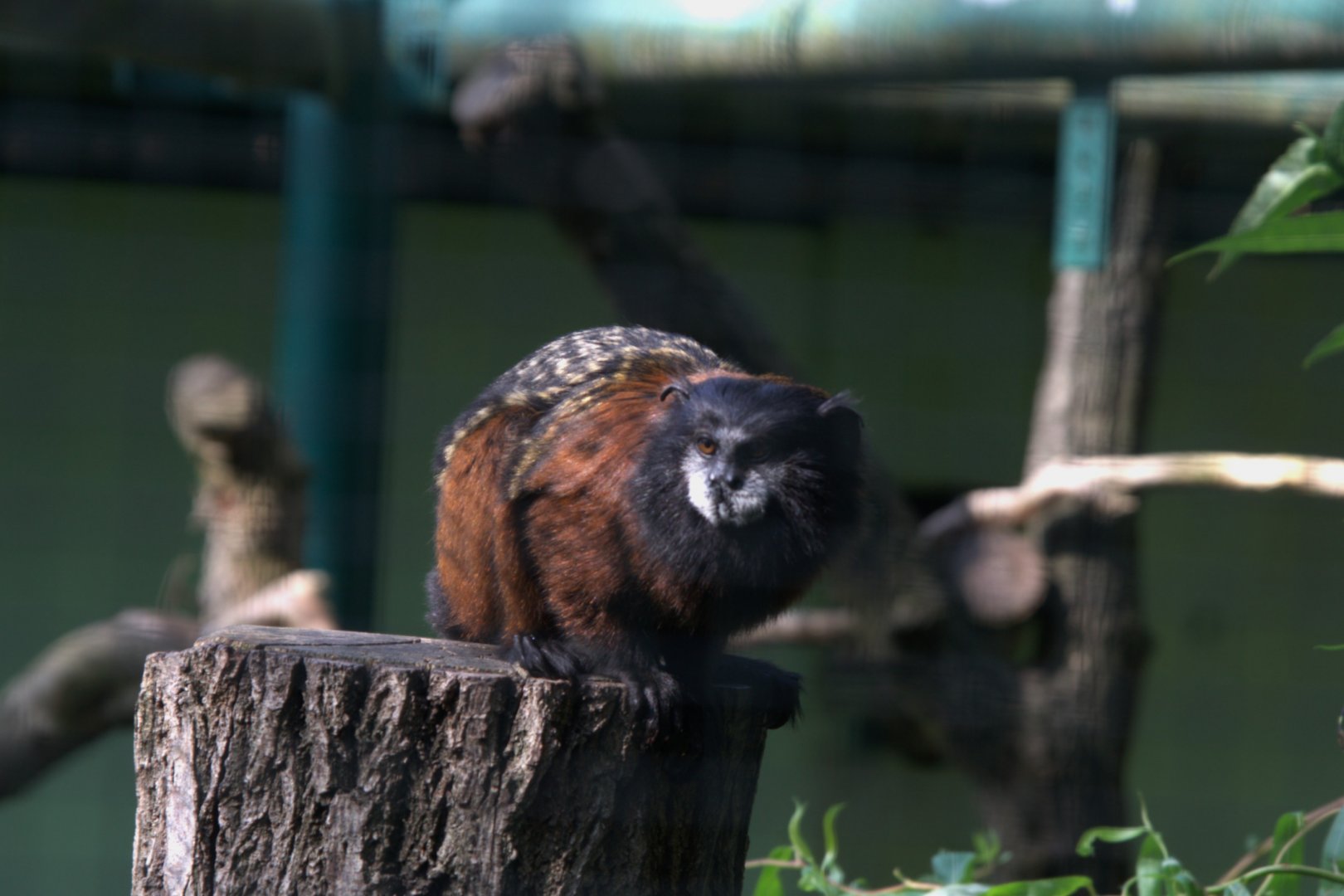 Red-mantled Saddle-back Tamarin (Leontocebus lagonotus), 13-09-25
