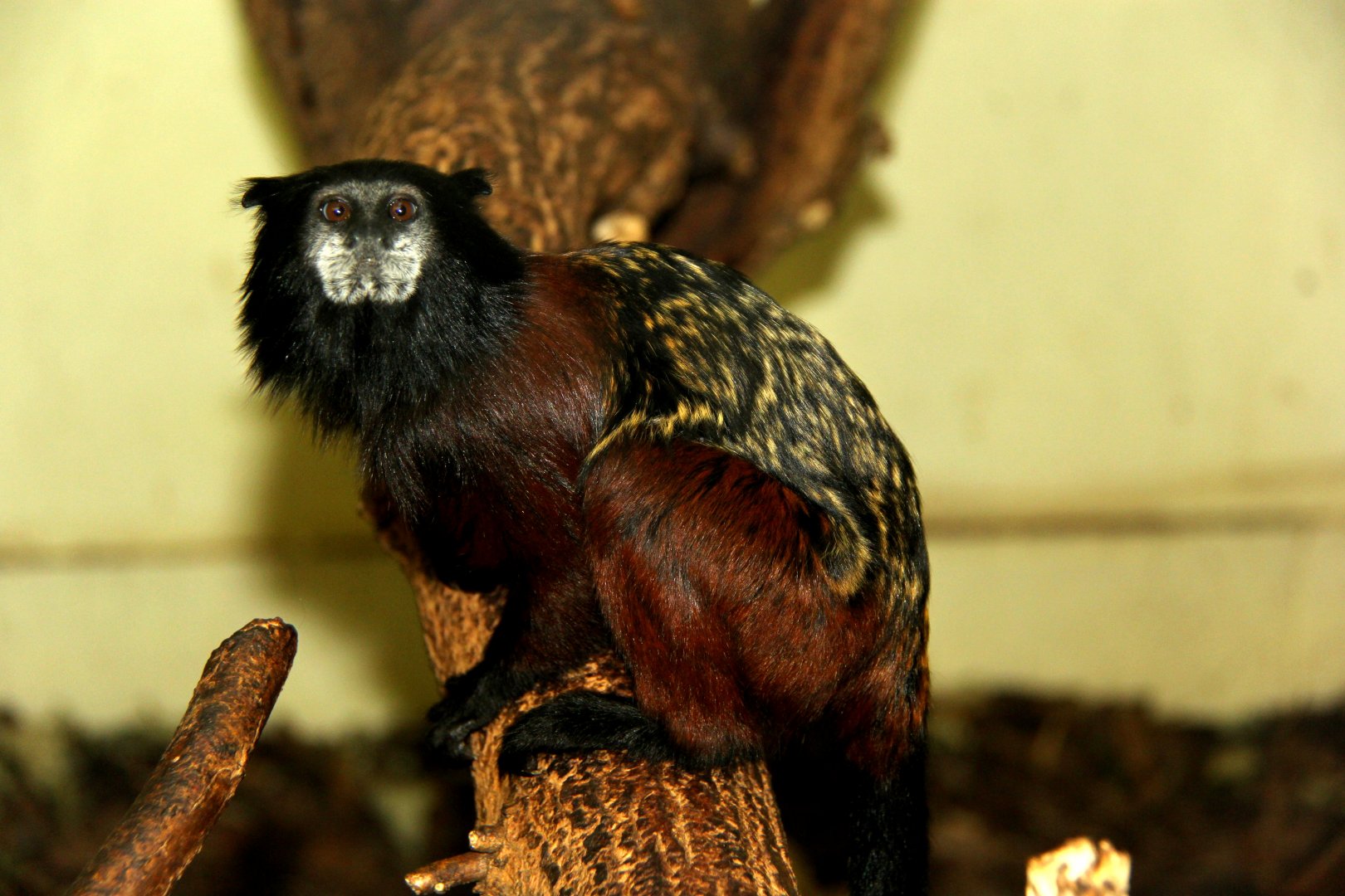 red-mantled saddle-back tamarin (Leontocebus lagonotus)