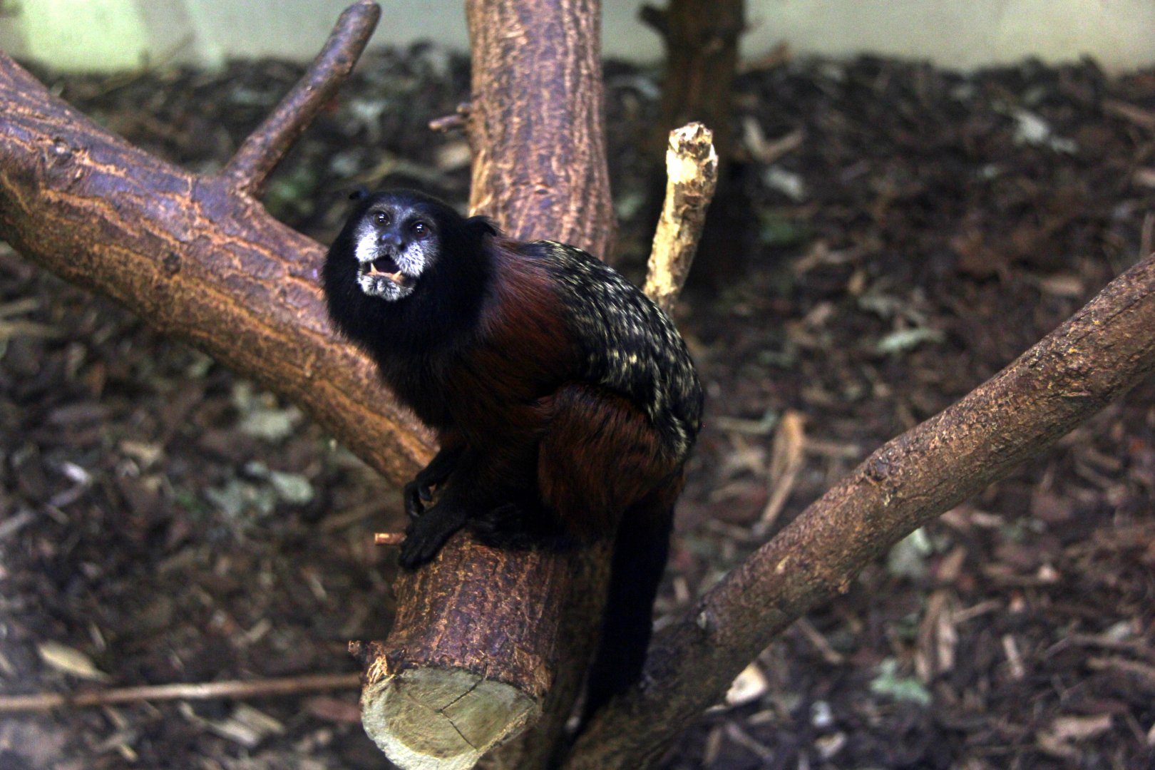 red-mantled saddle-back tamarin (Leontocebus lagonotus)