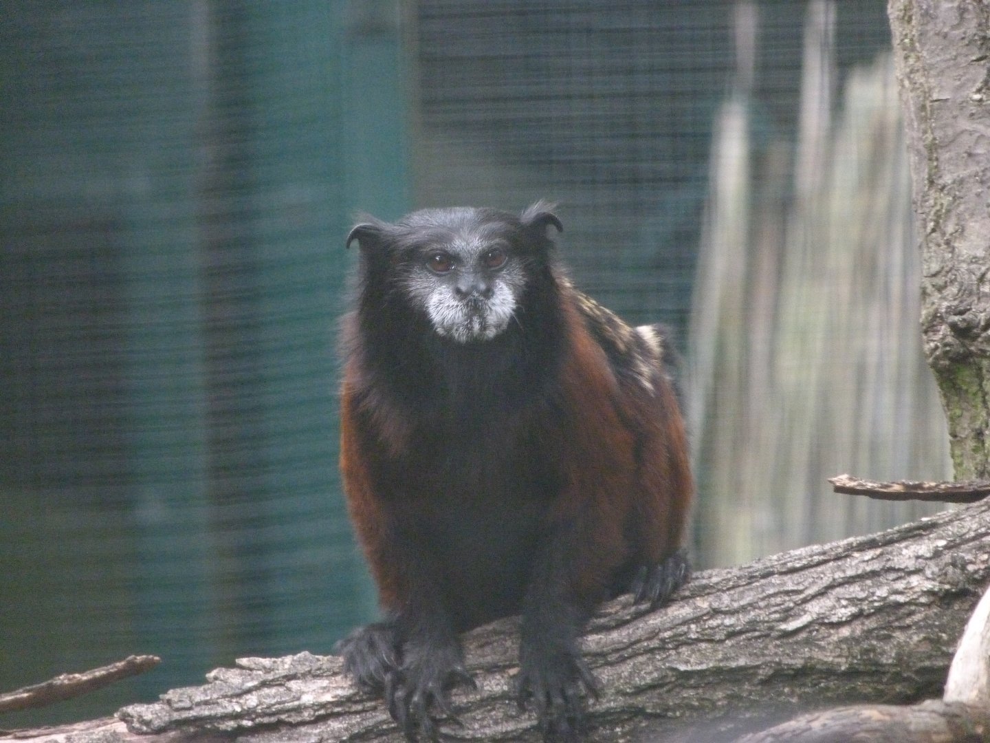 Red-mantled saddle-back tamarin -Zoo Plzeň (2025)