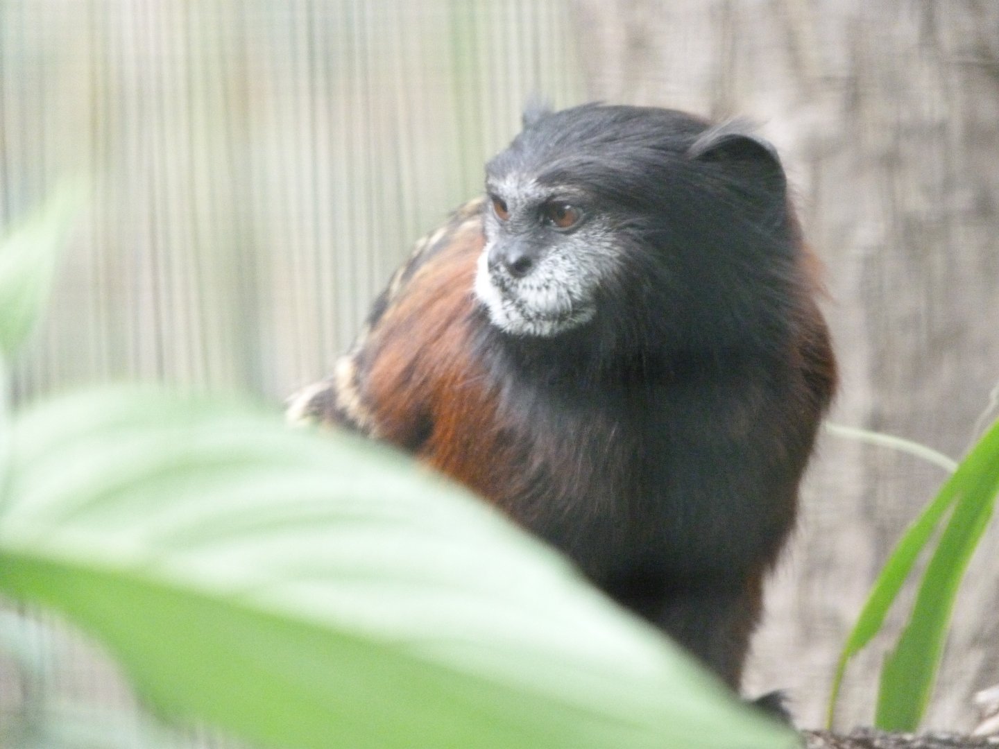 Red-mantled saddle-back tamarin -Zoo Plzeň (2025)