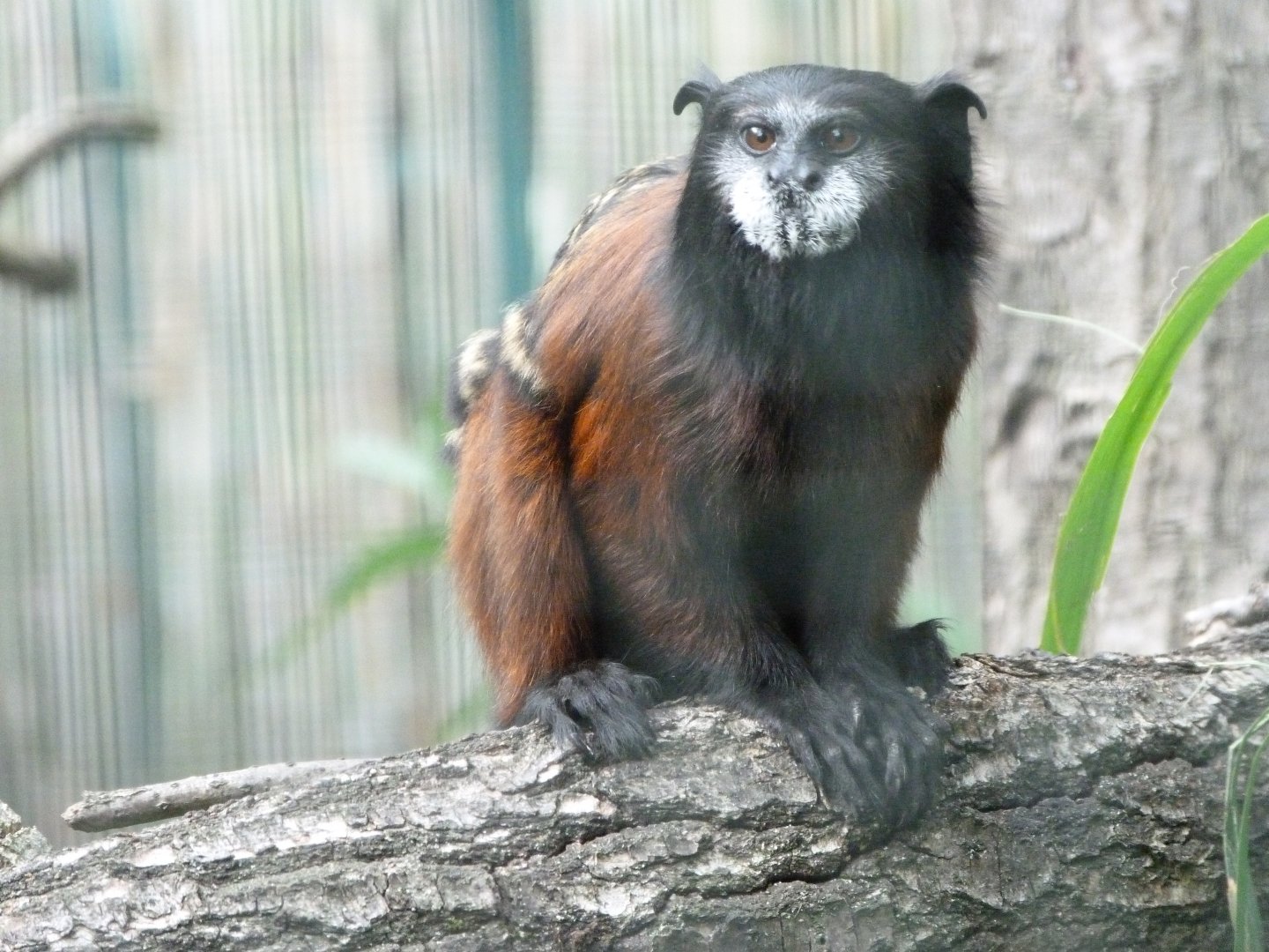 Red-mantled saddle-back tamarin -Zoo Plzeň (2025)