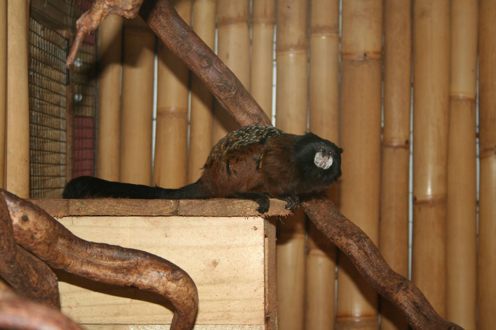 Red-mantled saddle-back tamarin