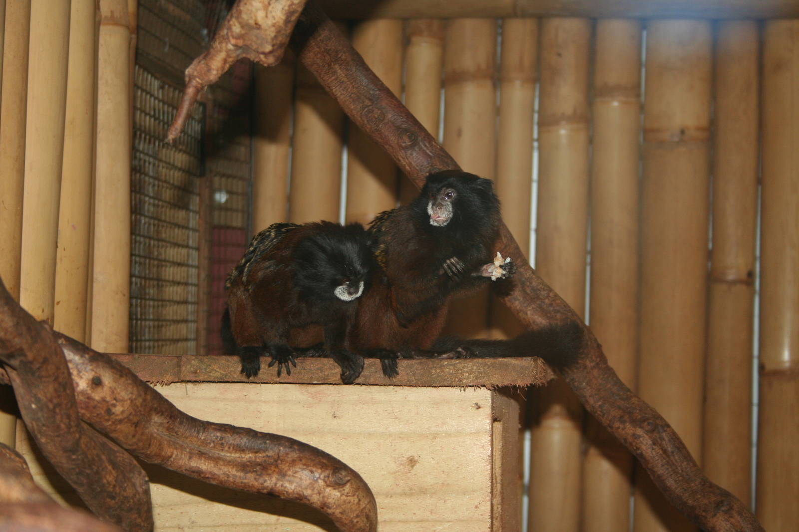 Red-mantled saddle-back tamarin