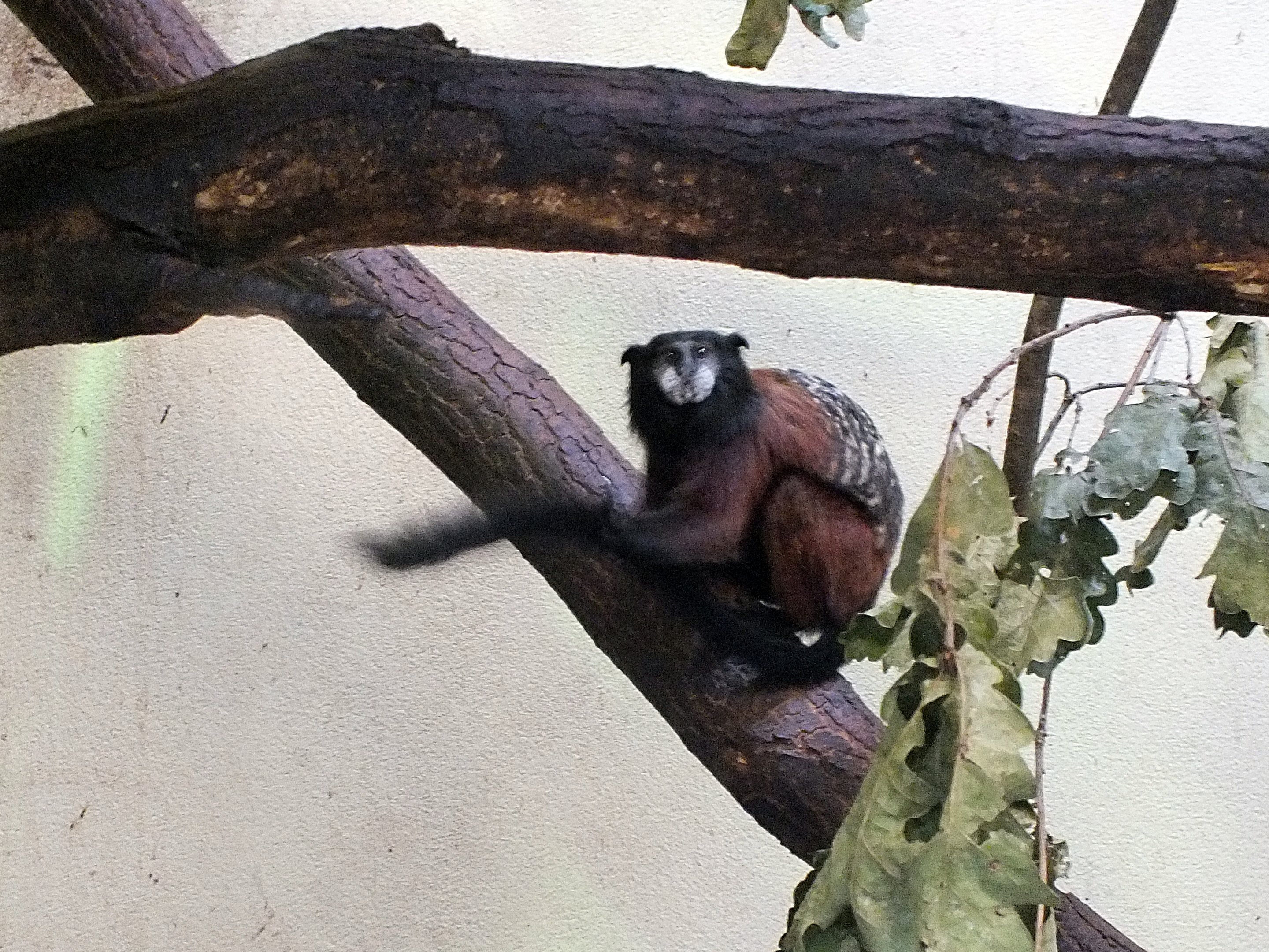 Red-mantled saddle-back tamarin