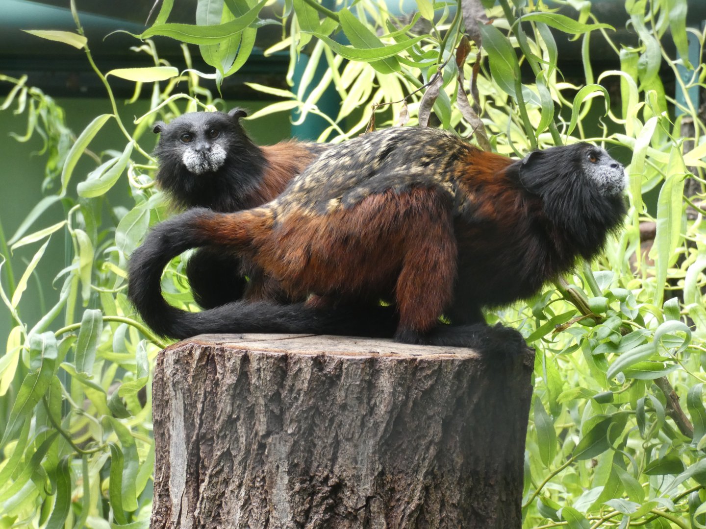 Red-mantled saddle-back tamarin