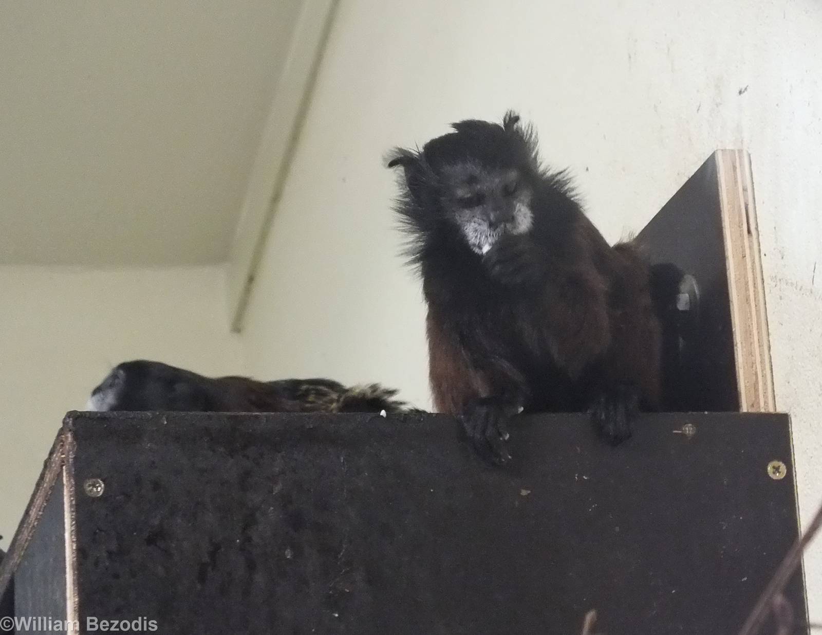 Red-mantled Saddle-back Tamarins in 'Amazonia'