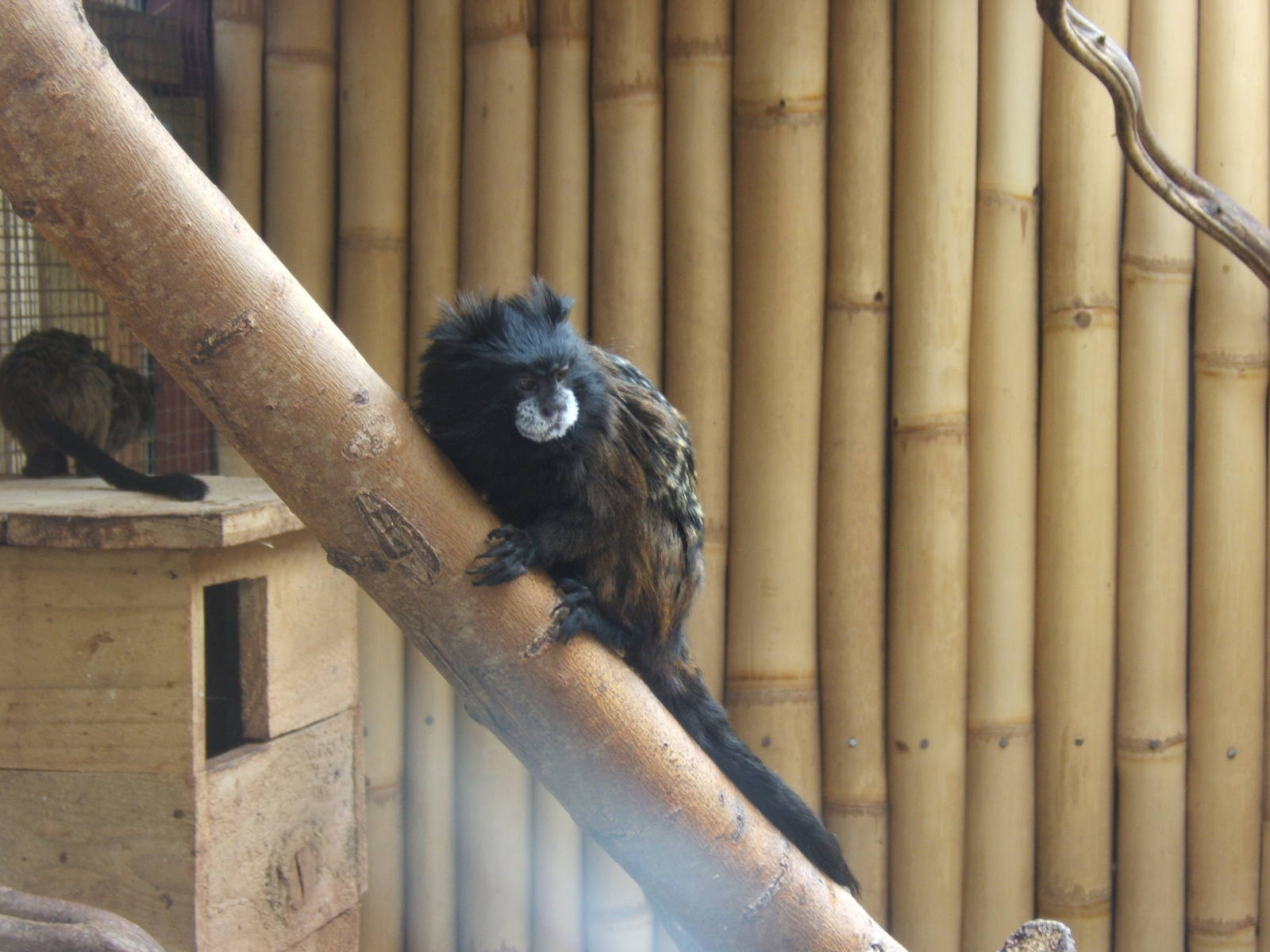 Red-mantled Saddle-backed Tamarin