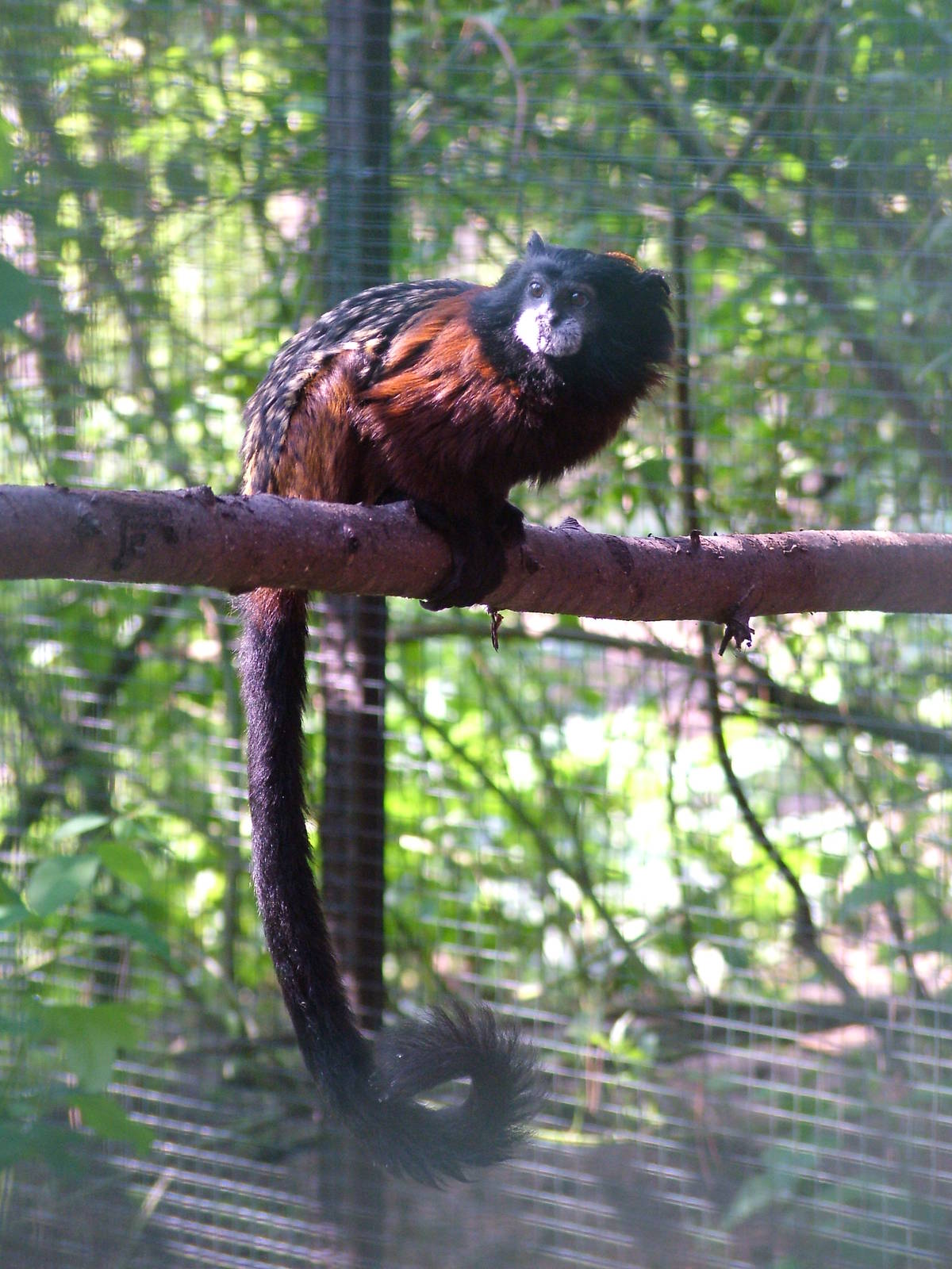 Red-mantled Saddleback Tamarin at Plzen, 25/05/10