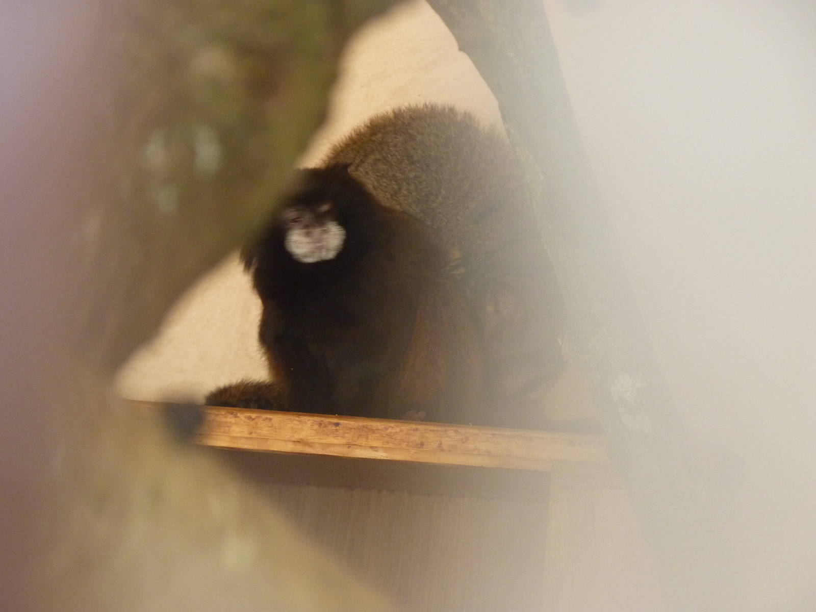 Red-Mantled Tamarin and Douroucouli in Encounter Village