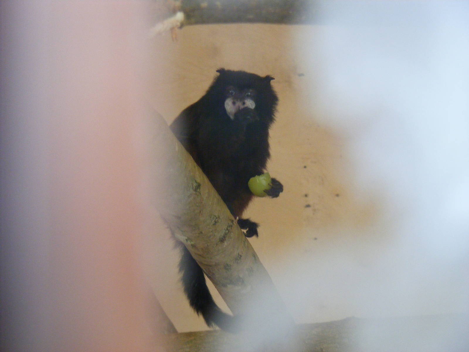 Red-mantled tamarin at Marwell Wildlife, 2 September 2010