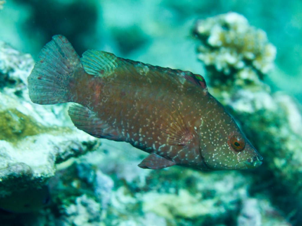 Red Maori Wrasse