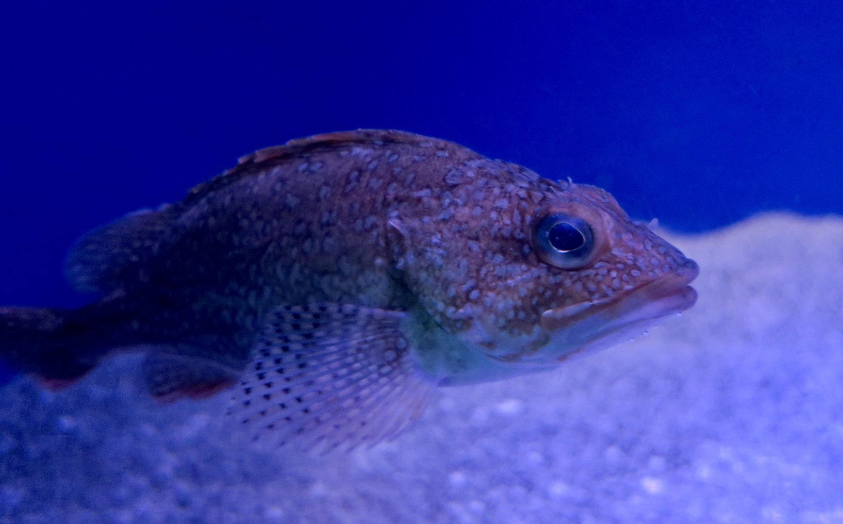 Red-Marbled Rockfish (Sebastiscus tertius)