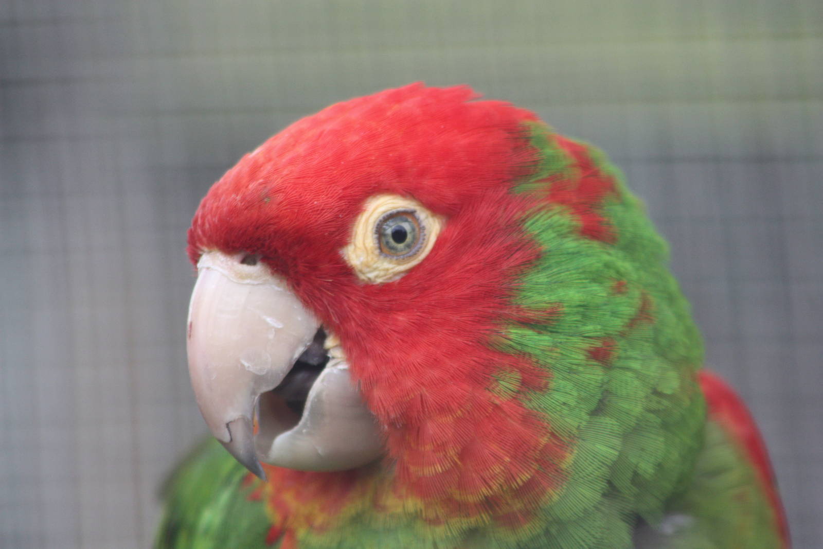 Red-masked Conure, 13th July 2014