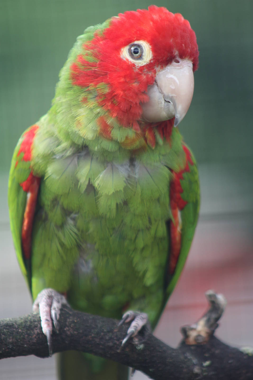 Red-masked Conure, 13th July 2014