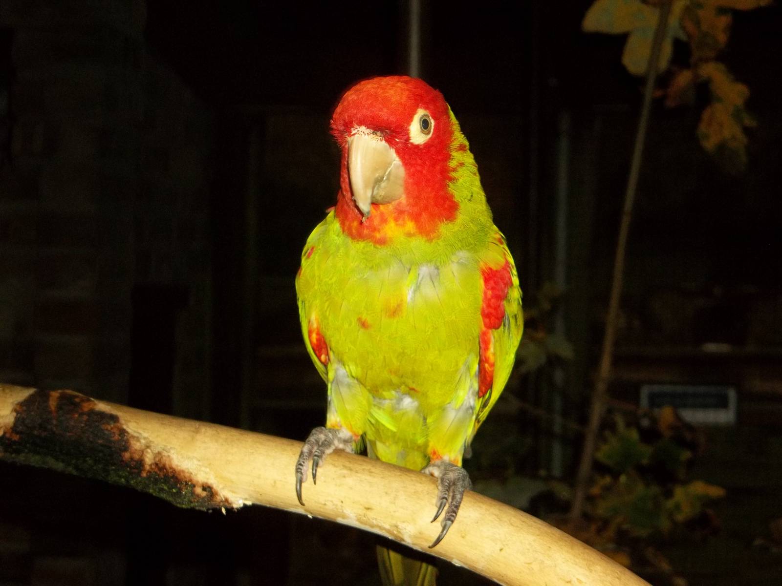 Red-masked Conure, 14th November 2014