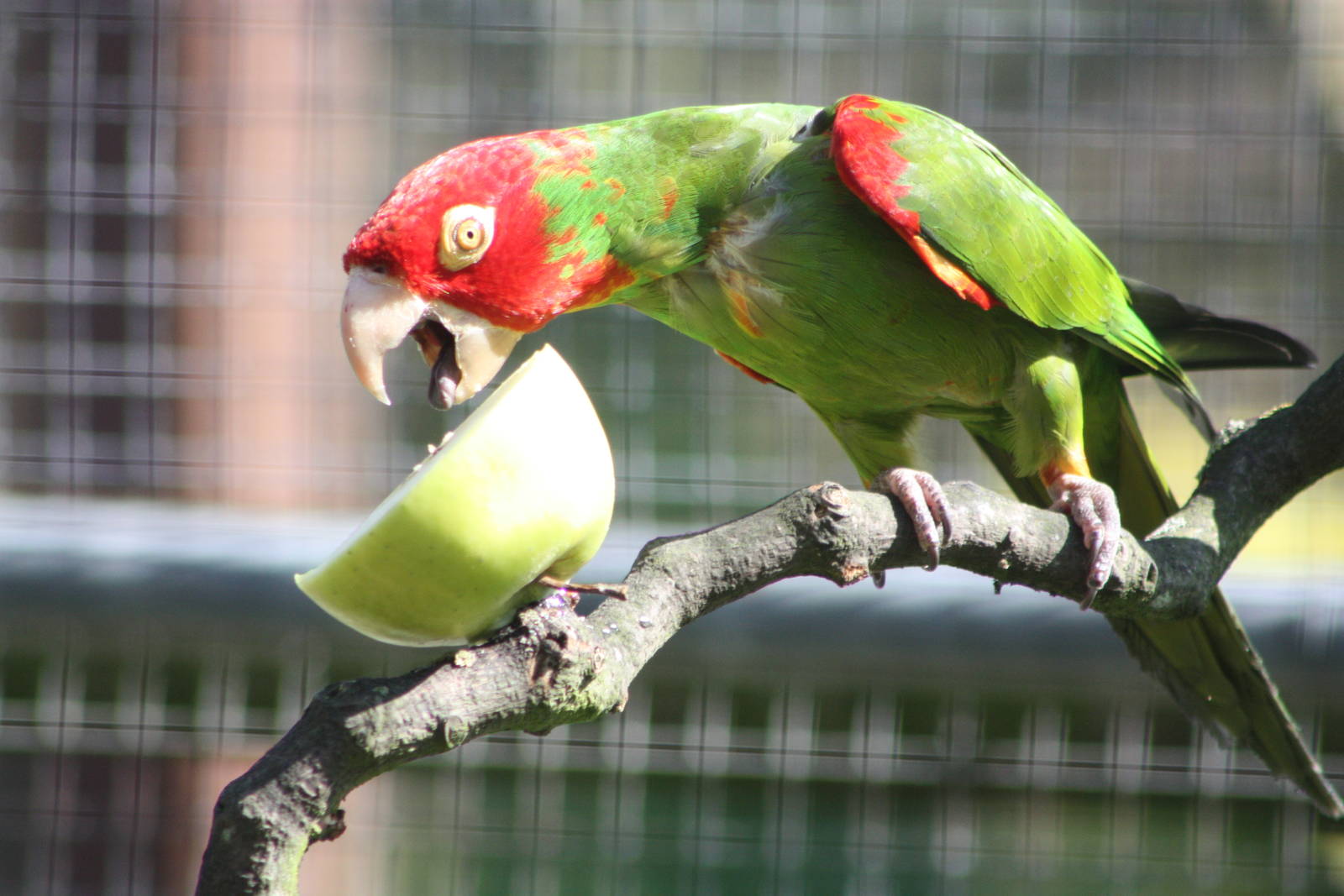 Red-masked Conure, 17th May 2014