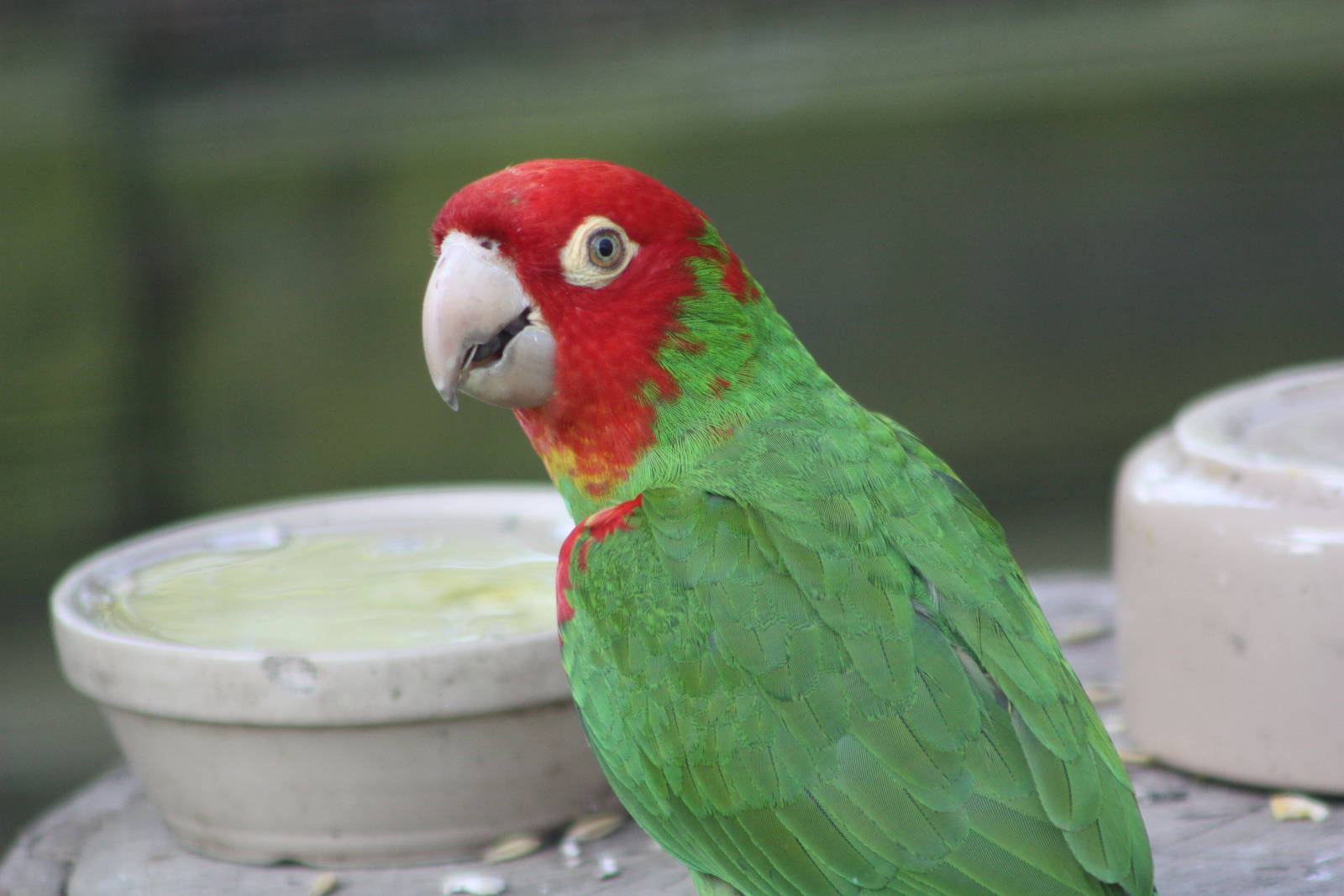 Red-masked Conure, 18th May 2014