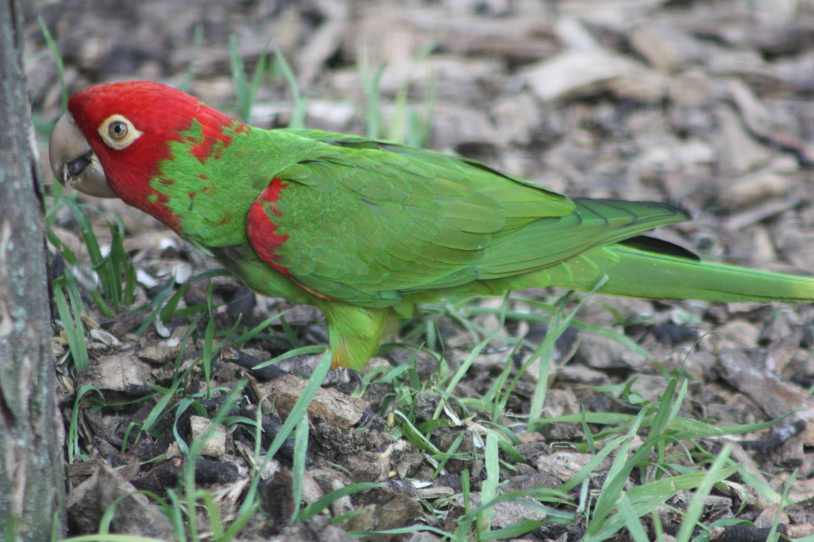 Red-masked Conure, 18th May 2014