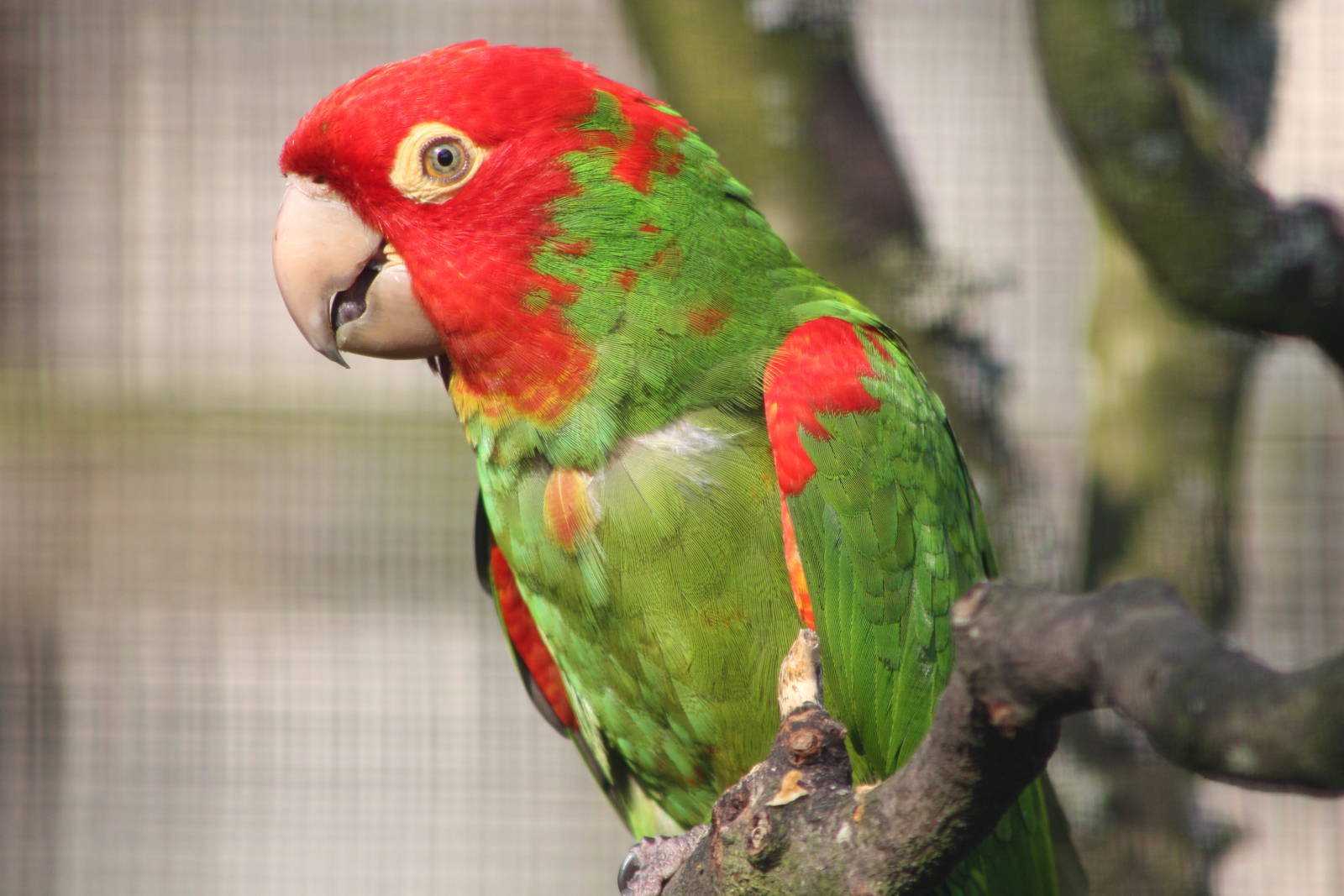 Red-masked Conure, 18th May 2014