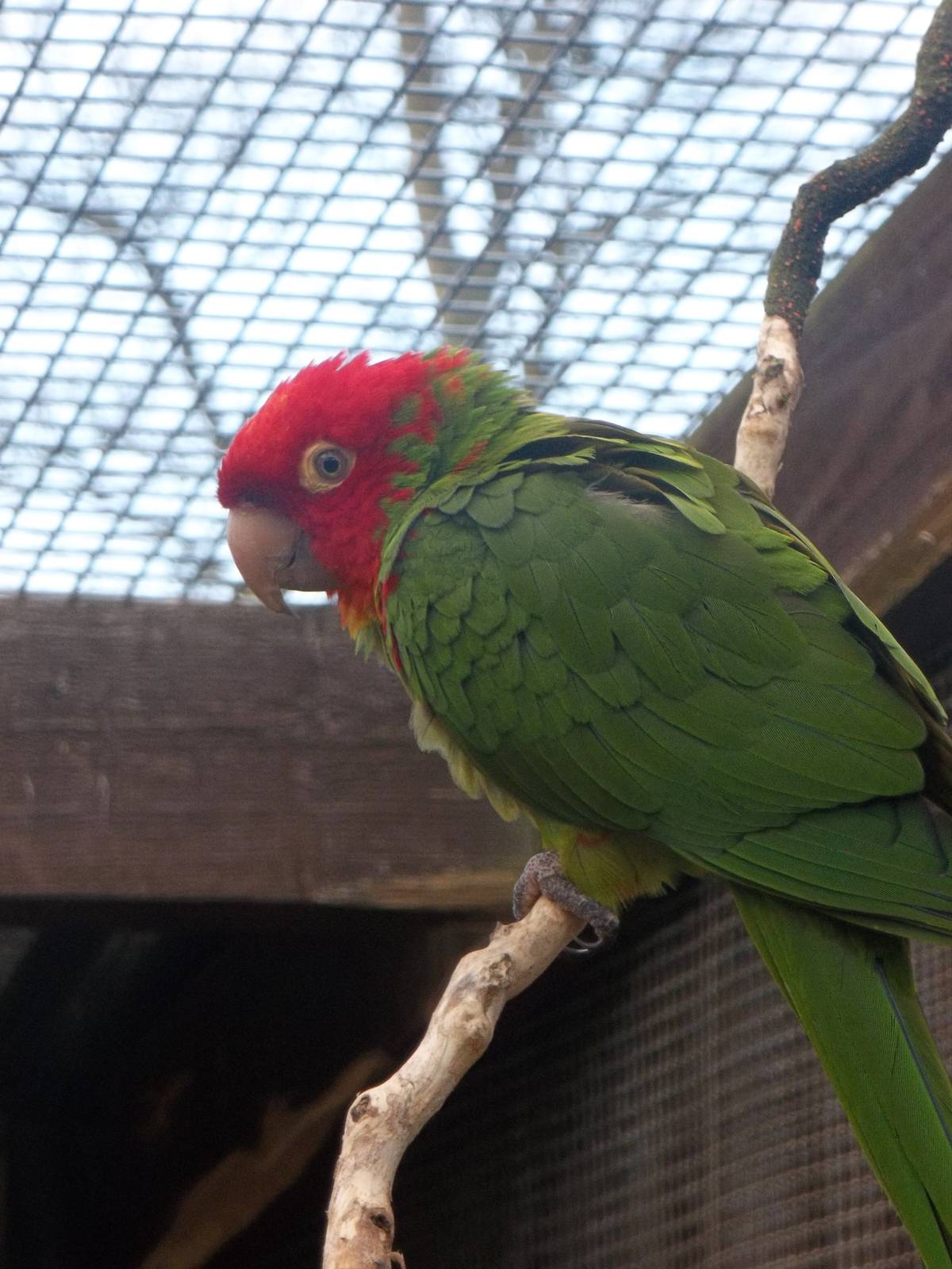 Red-masked Conure, 20th February 2015