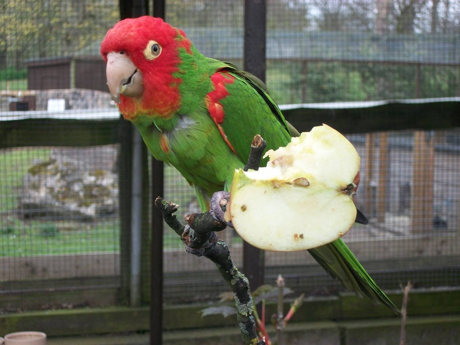 Red-masked Conure, 21st April 2014